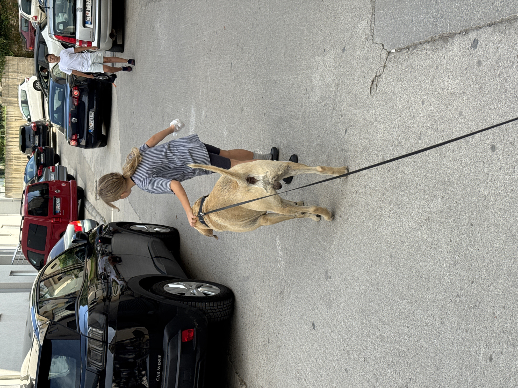 In Budva, Montenegro, a young girl with blonde hair tied back is walking a tan Labrador dog on a leash. The girl wears a striped t-shirt and dark shorts. The dog is positioned in the foreground, facing away from the camera, with its tail raised. Behind the girl and dog, a black car is parked on the left. Further in the background, several other vehicles are visible, including a red van and various passenger cars parked on a paved street. The environment appears to be an urban setting with buildings lining the street. A young boy in a white t-shirt and light-colored shorts walks in the background, carrying a bag.
