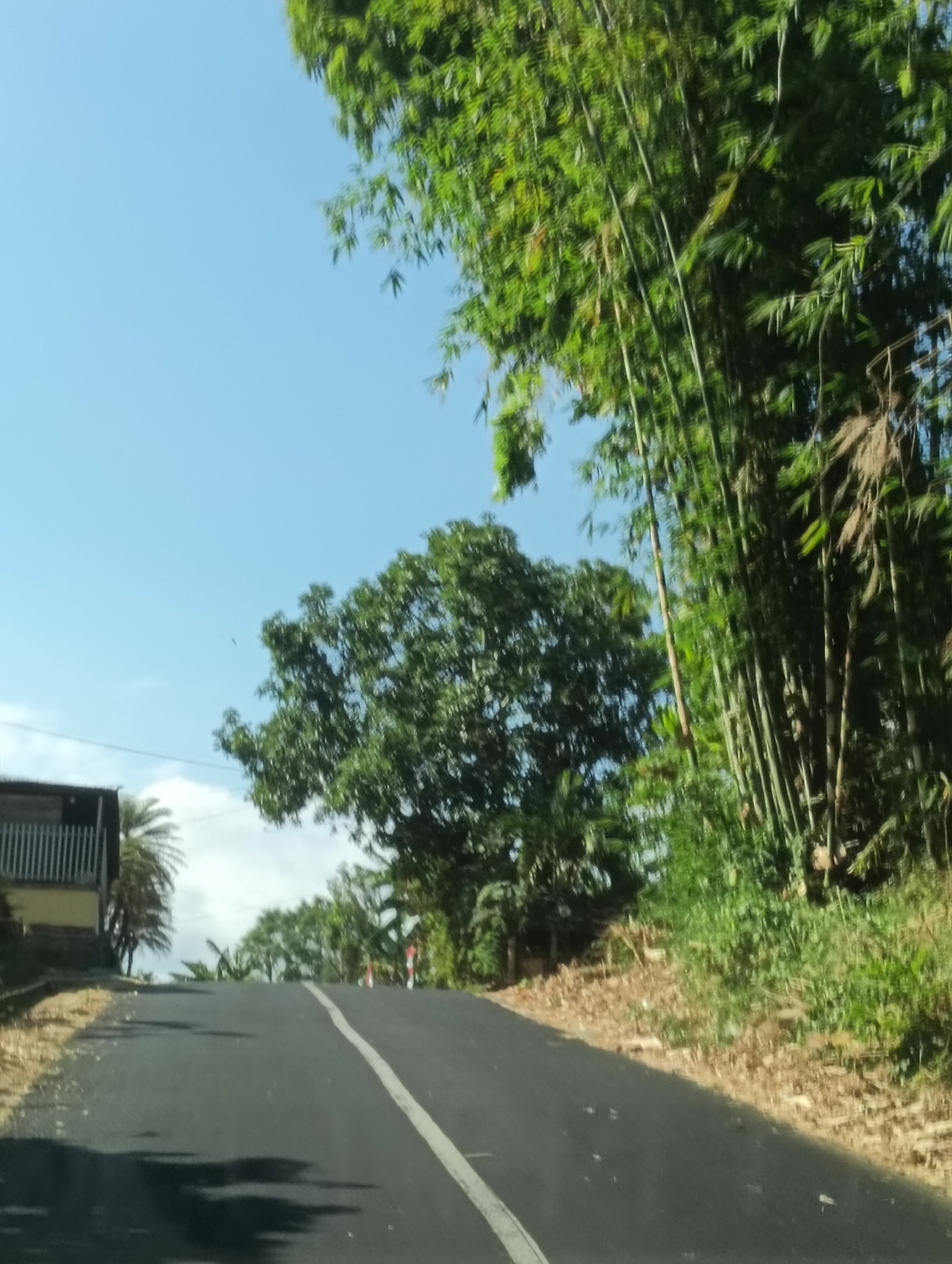 The image depicts a paved road with a white line down the center, curving upwards and to the right. The road is lined with vegetation on both sides. On the left, a building with a yellow lower section and a white fence is visible, along with a palm tree. A dense cluster of tall bamboo stalks grows on the right side of the road, with other leafy trees and foliage interspersed. The sky is clear and blue, with some wispy clouds in the distance. The scene appears to be a rural or semi-rural area, possibly in Tomohon, Indonesia, given the presence of bamboo and tropical vegetation. No people are visible in the image.