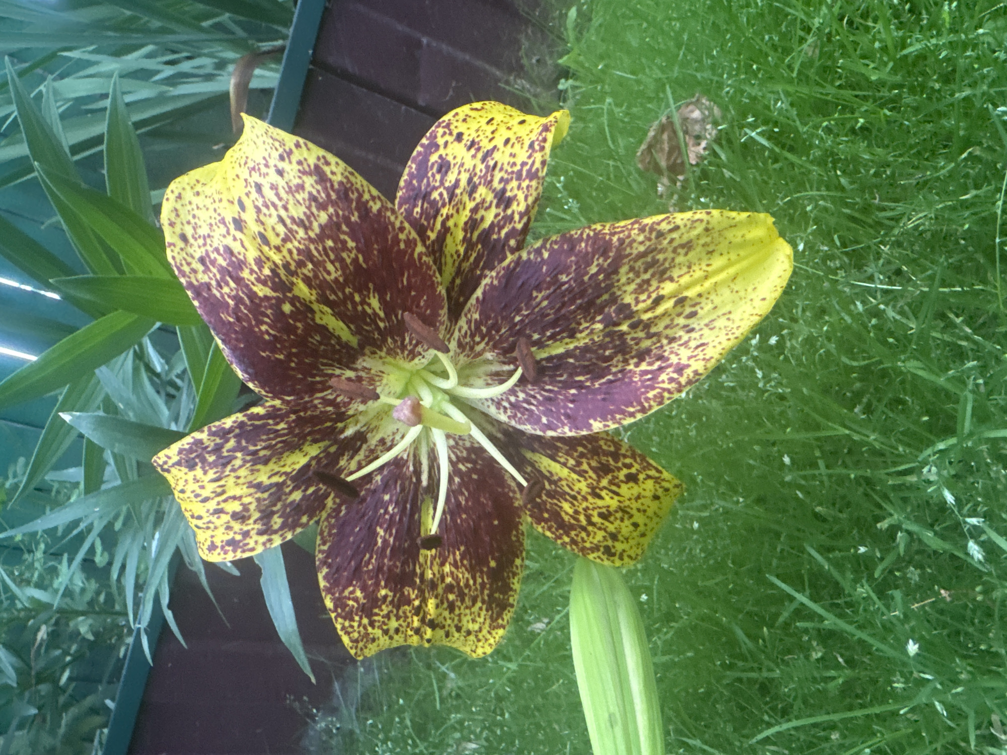 An outdoor, eye-level shot focuses on a single, large lily flower in full bloom. The lily exhibits a striking pattern of deep burgundy splotches against a bright yellow background on its petals. The center of the flower displays delicate white pistils and stamens. To the left of the flower, a closed bud or stem is visible, also a vibrant green. The flower is set against a background of lush green grass, with hints of a dark wooden fence and green foliage behind it. The image captures a close-up view of the flower, with the environment slightly blurred, emphasizing the intricate details of the lily. The scene is set in a garden or natural outdoor setting within the city of Surgut, Russia.