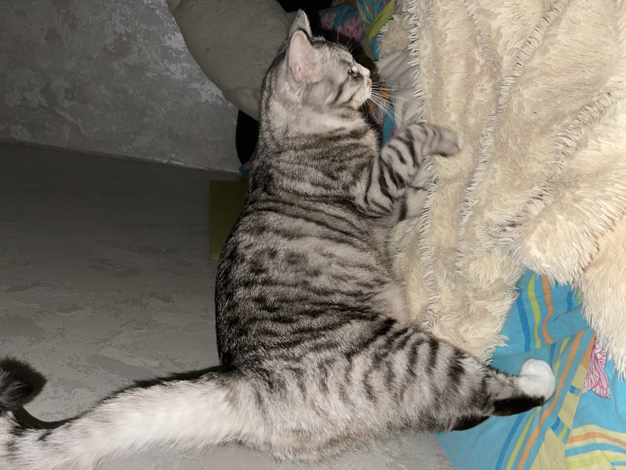 A silver tabby cat is standing on a fluffy cream-colored blanket that is on top of a striped blue and orange comforter. The cat's tail is held high and is mostly white with some black stripes. The cat is looking down and to the right. The background appears to be a wall with a textured grey finish. This scene is indoors, likely in a residential setting in Zelenogradsk, Russia.