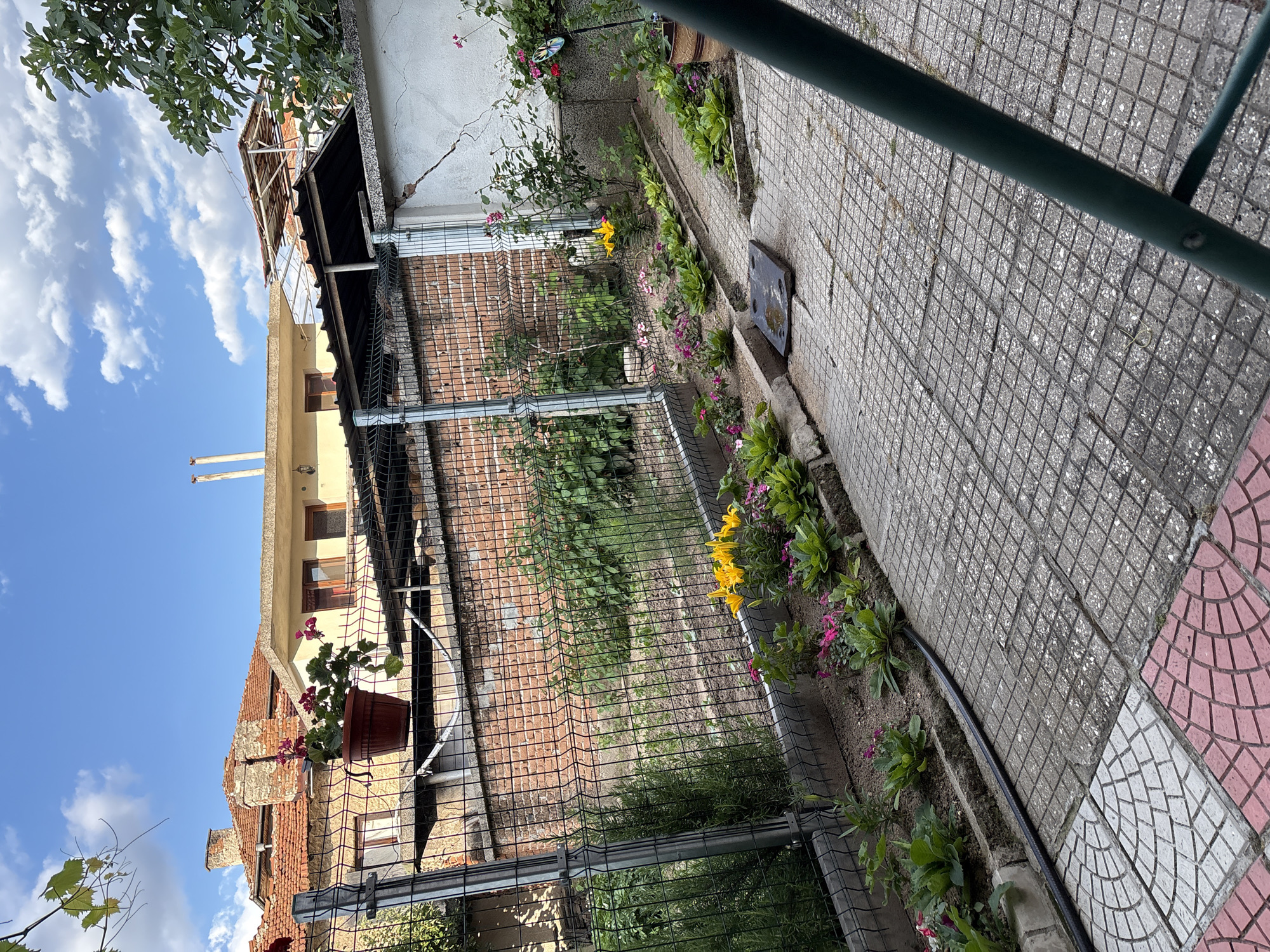 The image depicts a sunlit backyard scene in Panagyurishte, Bulgaria. The foreground features a paved patio area with a mix of square gray and pink patterned tiles. A dark green metal pole, likely part of a piece of outdoor furniture, is prominently visible in the lower right corner, angled away from the viewer. A black garden hose snakes along the edge of the patio and a flowerbed.
The flowerbed itself is bordered by a metal fence and contains various low-lying green plants and several clusters of small pink and yellow flowers. Beyond the fence, a brick wall is visible, behind which a garden with more greenery and cultivated rows of plants can be seen. In the background, several residential buildings with red tile roofs and light-colored walls are present. The sky above is a bright blue with scattered white clouds. The overall impression is of a well-maintained residential garden on a clear day.
