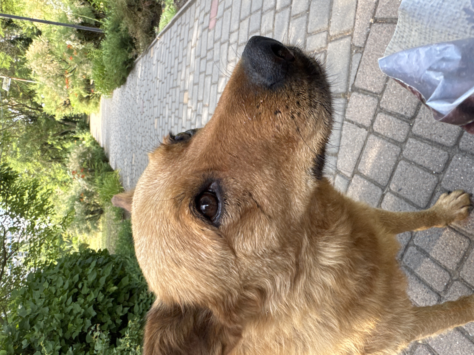 This is a medium close-up, vertically oriented shot of a medium-sized dog with light brown fur, looking upwards and to the right. The dog's head and front paws are prominently featured. Its snout is dark, and its right eye is clearly visible, with a brown iris. The dog appears to be on a paved walkway made of interlocking gray bricks. To the left of the walkway, there is lush green foliage and trees, suggesting an outdoor setting in a park or garden. In the upper right corner of the image, a hand is holding a crumpled silver-colored plastic bag, possibly containing treats for the dog. The lighting suggests it is daytime, with sunlight casting shadows. The overall impression is that the dog is being offered something from the bag. The location context is Odesa, Ukraine.