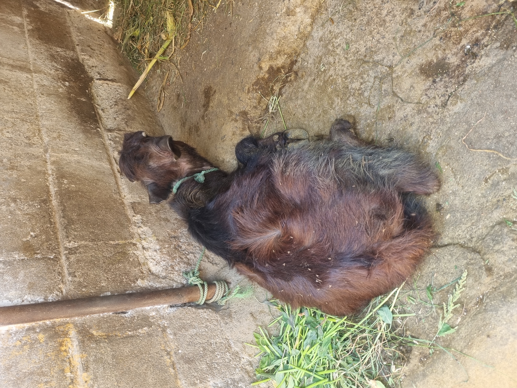 The image displays a dark-furred bovine calf, specifically a water buffalo, resting on its left side on a concrete and dirt surface in Pedda Kammavaripalli, India. A green rope is secured around the calf's neck, tethering it to a rusty metal pole that extends vertically against a weathered concrete block wall. The calf's fur is primarily dark brown to black, with some lighter grayish fur observed on its lower body and legs. Scattered fresh green foliage is present on the ground near the calf's head, while dry plant stalks and debris are visible towards the right side of the frame. The concrete ground exhibits cracks and dark, wet stains. The concrete block wall behind the calf shows discoloration and signs of age. No human subjects are visible in the scene.