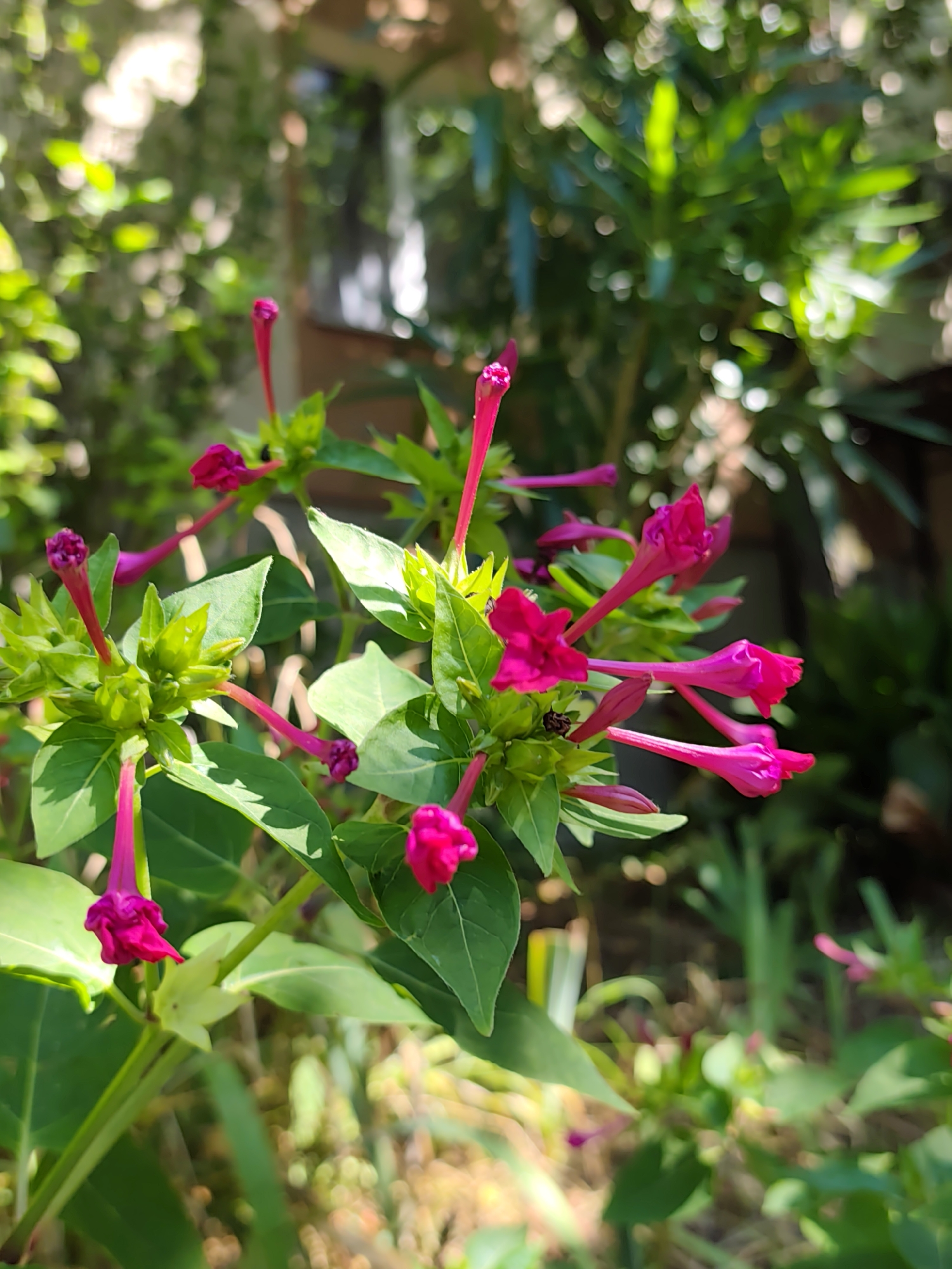 In a close-up shot, several vibrant pink, trumpet-shaped flowers of the Mirabilis jalapa plant, commonly known as the four o'clock flower, are the primary subjects. The flowers are clustered on a bush with green leaves and stems, some of which are partially unfurled, revealing their delicate petals. The background is a soft blur of green foliage, suggesting an outdoor setting. The lighting indicates a sunny day, casting a natural glow on the flowers and leaves. The scene is consistent with a garden or natural landscape, possibly in Sochi, Russia, given its subtropical climate that supports such flora. There are no people or animals visible in the image, and the focus is entirely on the botanical details of the flowering plant.