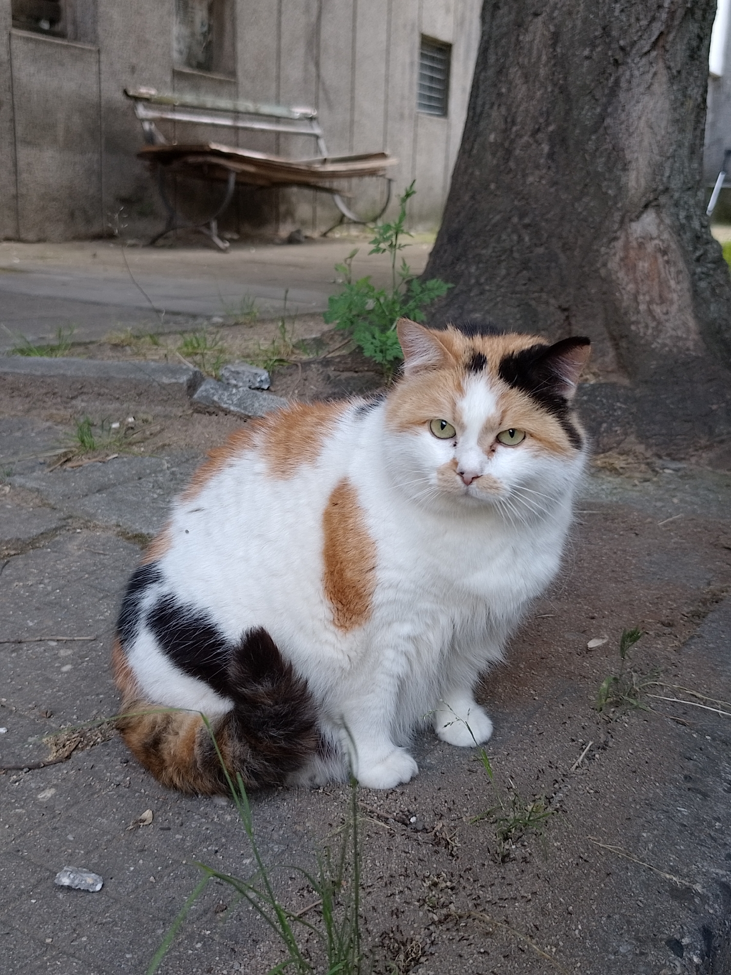The image depicts a calico cat sitting on a paved surface in an outdoor urban environment, specifically identified as the city of Kazanlak, Bulgaria. The cat, positioned slightly right of the frame's center, faces directly towards the viewer. Its fur is predominantly white, with distinct patches of orange/ginger and black. Orange fur is present on the top right of its head and along its right flank. A prominent black patch covers the top left side of its head and ear. Its tail displays a striped pattern of black, white, and orange. The cat possesses greenish-yellow eyes and a pink nose.
In the background, to the left of the cat, an aged park bench with wooden slats and dark metal supports is positioned against a light gray, textured wall, possibly concrete or stucco. A small, rectangular, louvered vent is visible on the wall above and behind the bench. To the right of the cat, a large tree trunk with dark, rough bark occupies the background, extending out of the frame.
The cat is resting on an uneven paved area, likely composed of large gray concrete slabs or pavers. Sparse green vegetation, consisting of individual grass blades and small plants, emerges from cracks in the pavement and along the edges of the paved area. Minor debris is scattered on the ground around the cat. The overall lighting suggests an outdoor setting, possibly during daylight hours with soft, diffused light.
