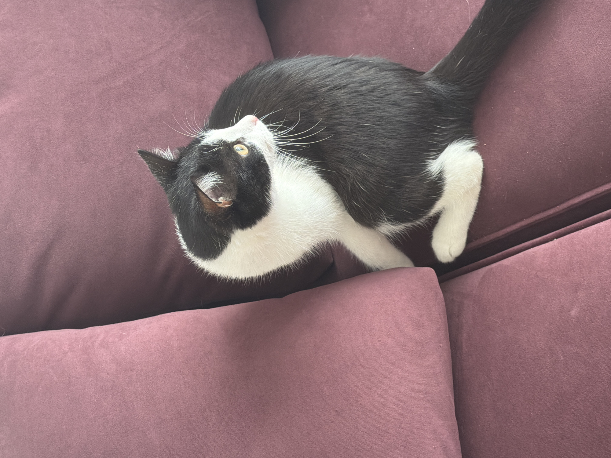 A black and white cat is sitting on a plush purple couch. The cat is facing to the right, with its head turned slightly to look over its shoulder. Its eyes are a bright yellow, and its fur is mostly black with white markings on its chest, paws, and face. The couch appears to be in a domestic setting, with soft lighting. The image does not provide any information about its location in Chaikovsky, Russia.