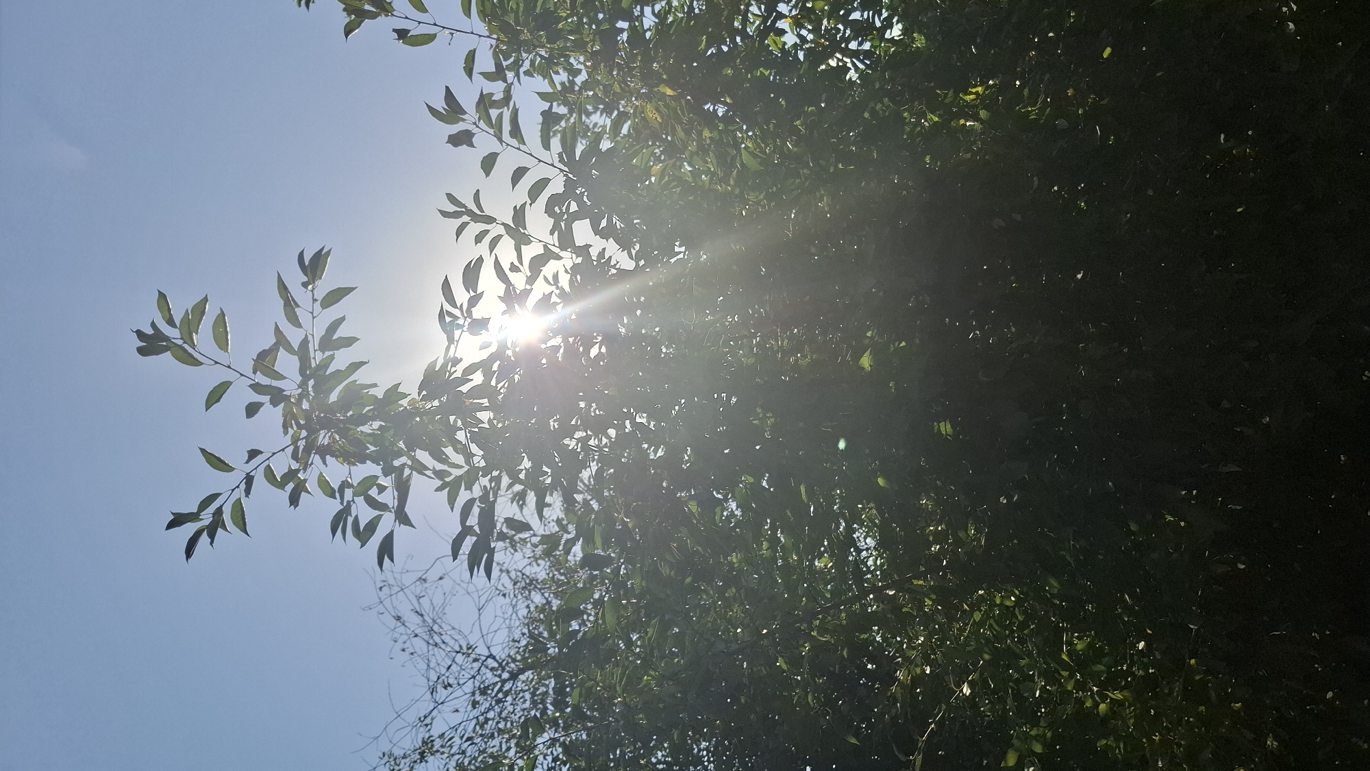 A vertical, low-angle shot captures sunlight filtering through the leaves of a tree against a clear blue sky. The sun is partially obscured by the foliage, creating visible light rays and a lens flare effect. The leaves are green and detailed, with some branches visible reaching towards the top of the frame. The background consists of a bright, cloudless sky. The image does not contain any identifiable landmarks or elements that would specifically place it in Шұбарсу, Kazakhstan.