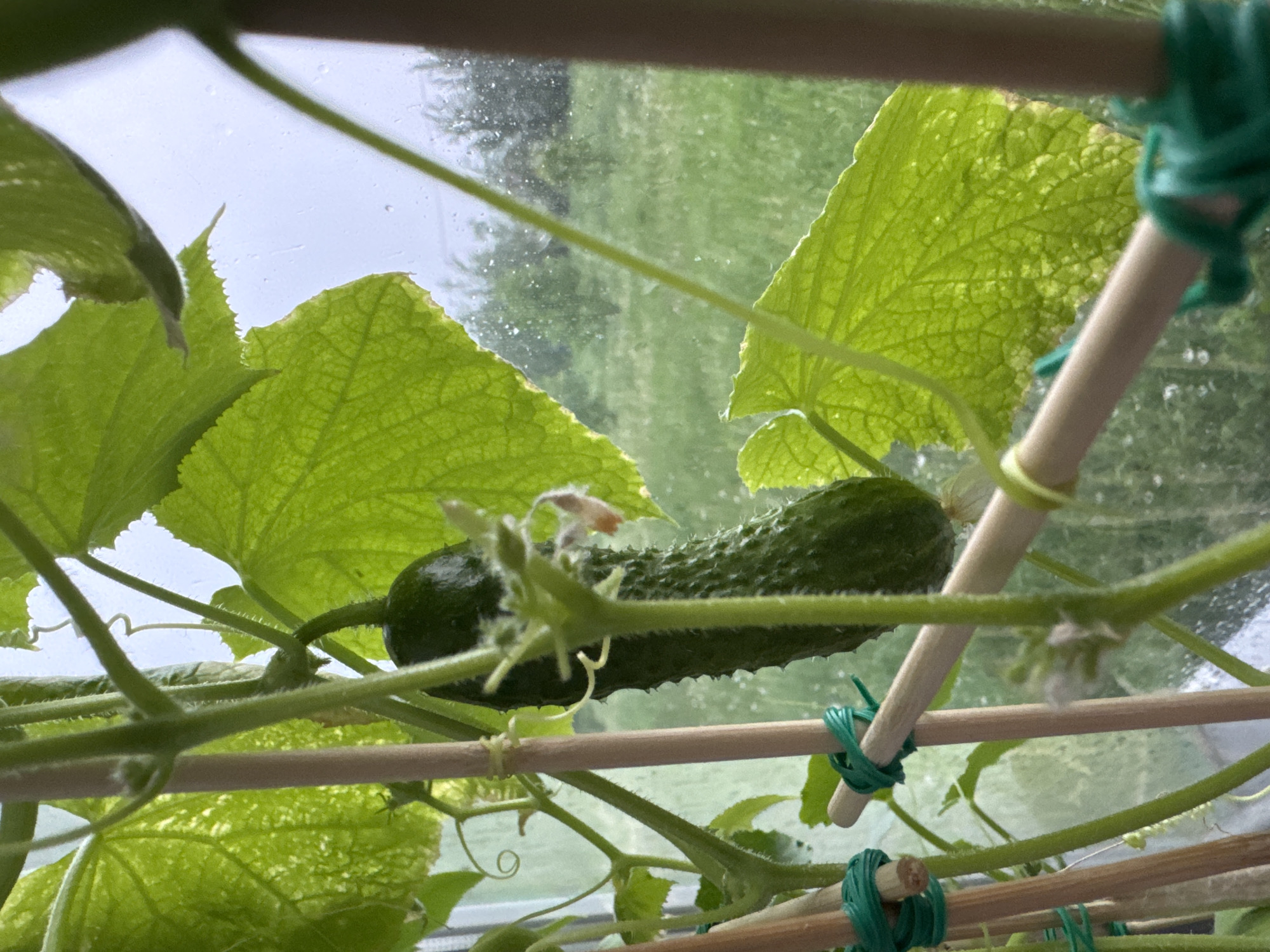 A medium, eye-level shot depicts a cucumber growing in what appears to be an indoor garden setting. A mature, dark-green cucumber, characterized by its spiky exterior, is prominently positioned in the center of the frame. It is suspended amongst the vines and large green leaves of the cucumber plant. A bamboo stake support system is visible, with green ties securing the plant. In the background is a window, appearing to look outside, with visible rain or condensation on the glass. The presence of the cucumber plant suggests that this image was taken in Новинки, Russia, based on the prompt's mention of the city.