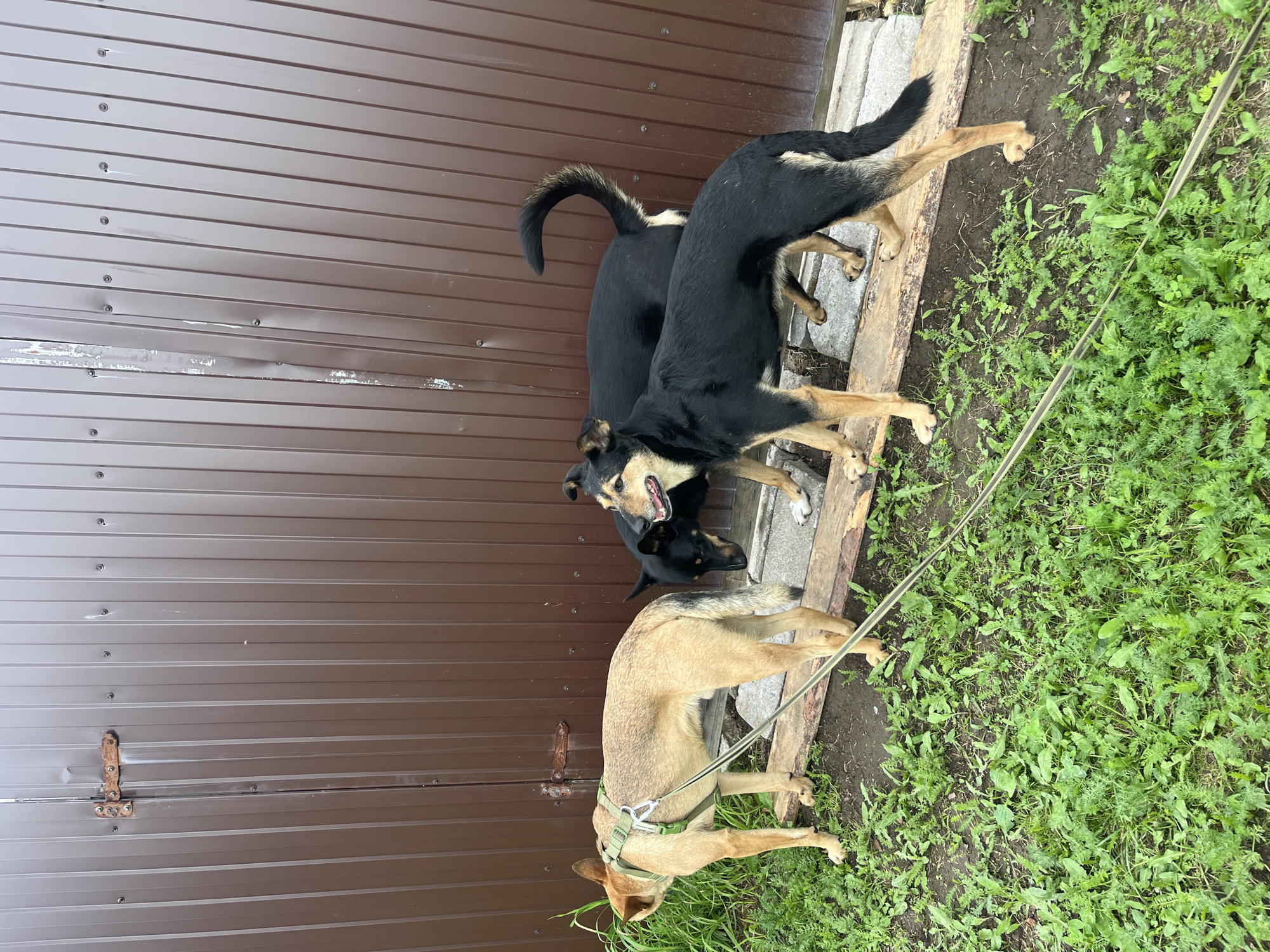 Three dogs stand on wooden planks in front of a brown corrugated metal fence. The dog on the left is light tan with a green harness. The dog in the middle is black with tan markings and is sniffing the ground. The dog on the right is black and tan and is looking to the right. The ground is covered in green grass and weeds. The fence has a rusted latch on the left side. This scene is likely located in the city of Nizhny Tagil, Russia.