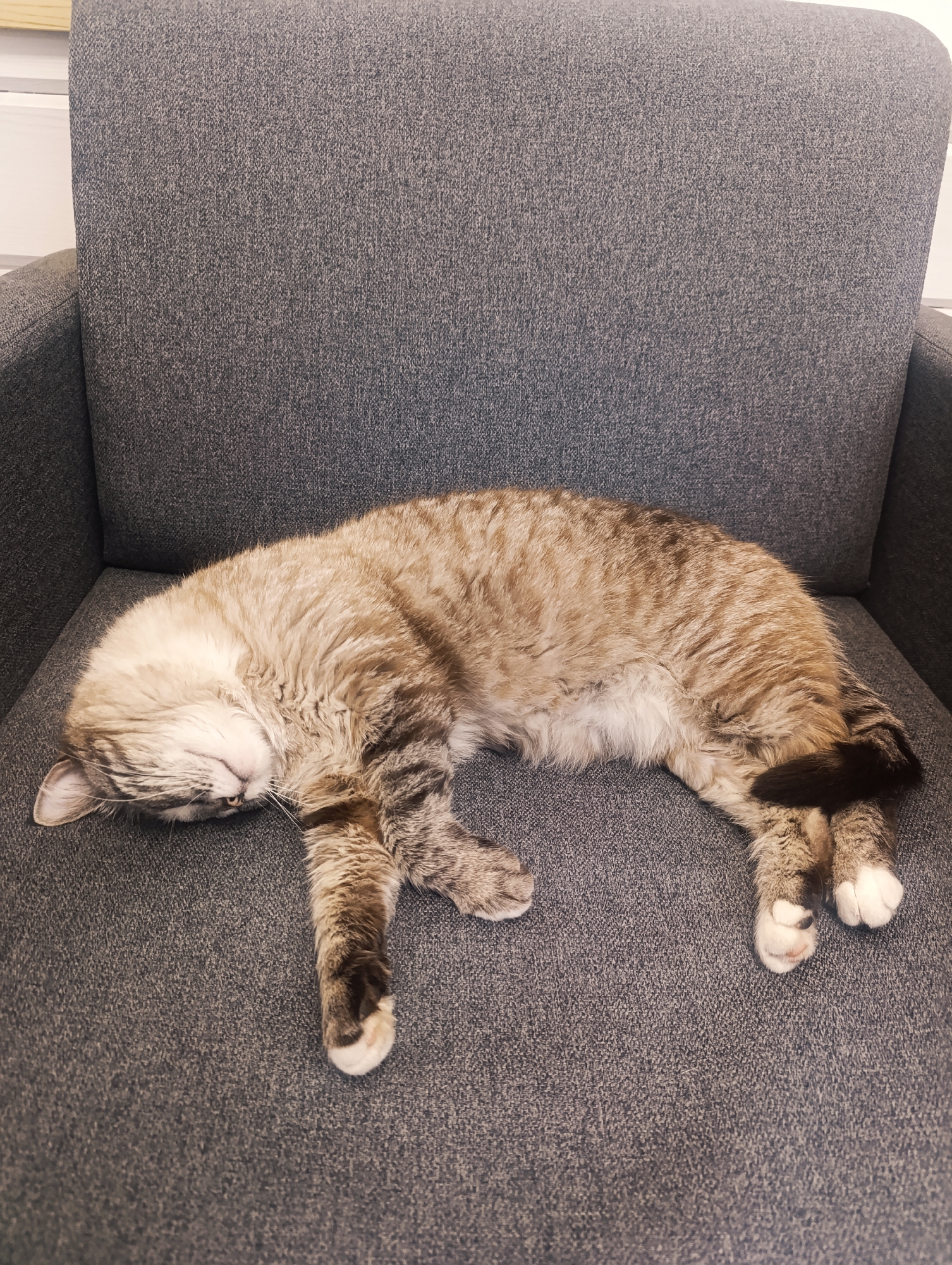 A tan and brown tabby cat is asleep on a gray upholstered armchair. The cat is positioned lengthwise on the seat, head near the armrest. The cat has white paws and a dark tail. The armchair has a high back. The location in Chernogolovka, Russia, cannot be determined from the image.