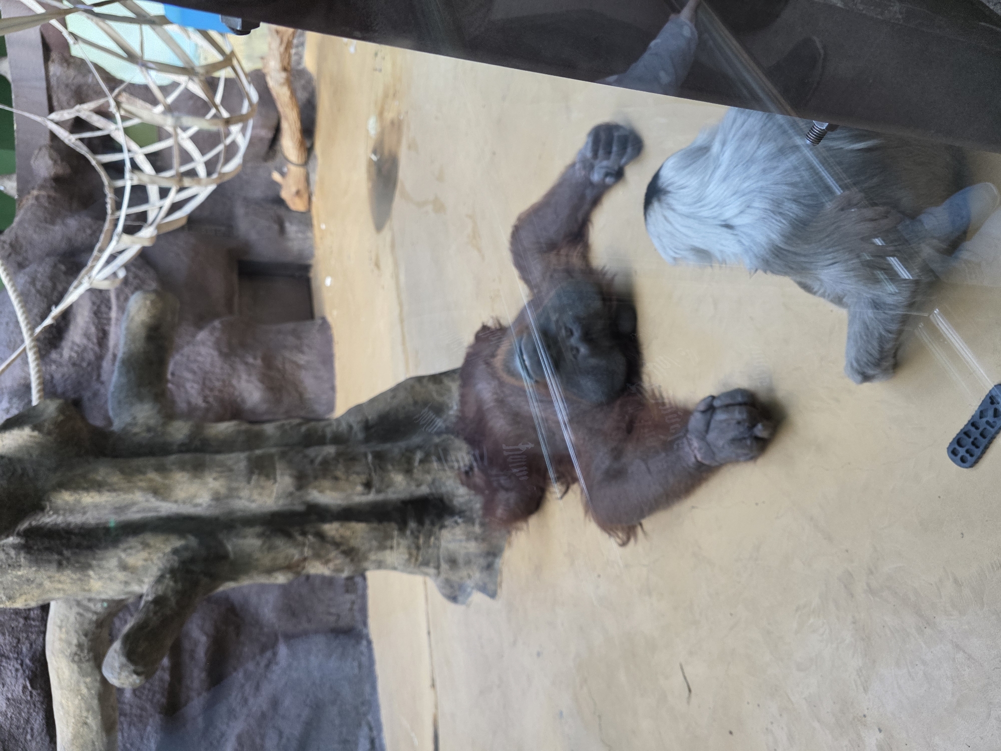 The image depicts an orangutan lying on a light brown surface. The orangutan is positioned between a tree branch-like structure and what appears to be a gray, furry object. A small remote control lies near the right edge of the frame. The scene is located behind glass, which reflects the surrounding environment. The city of Uspenskii, Russia, cannot be confirmed as the location based on visual information.