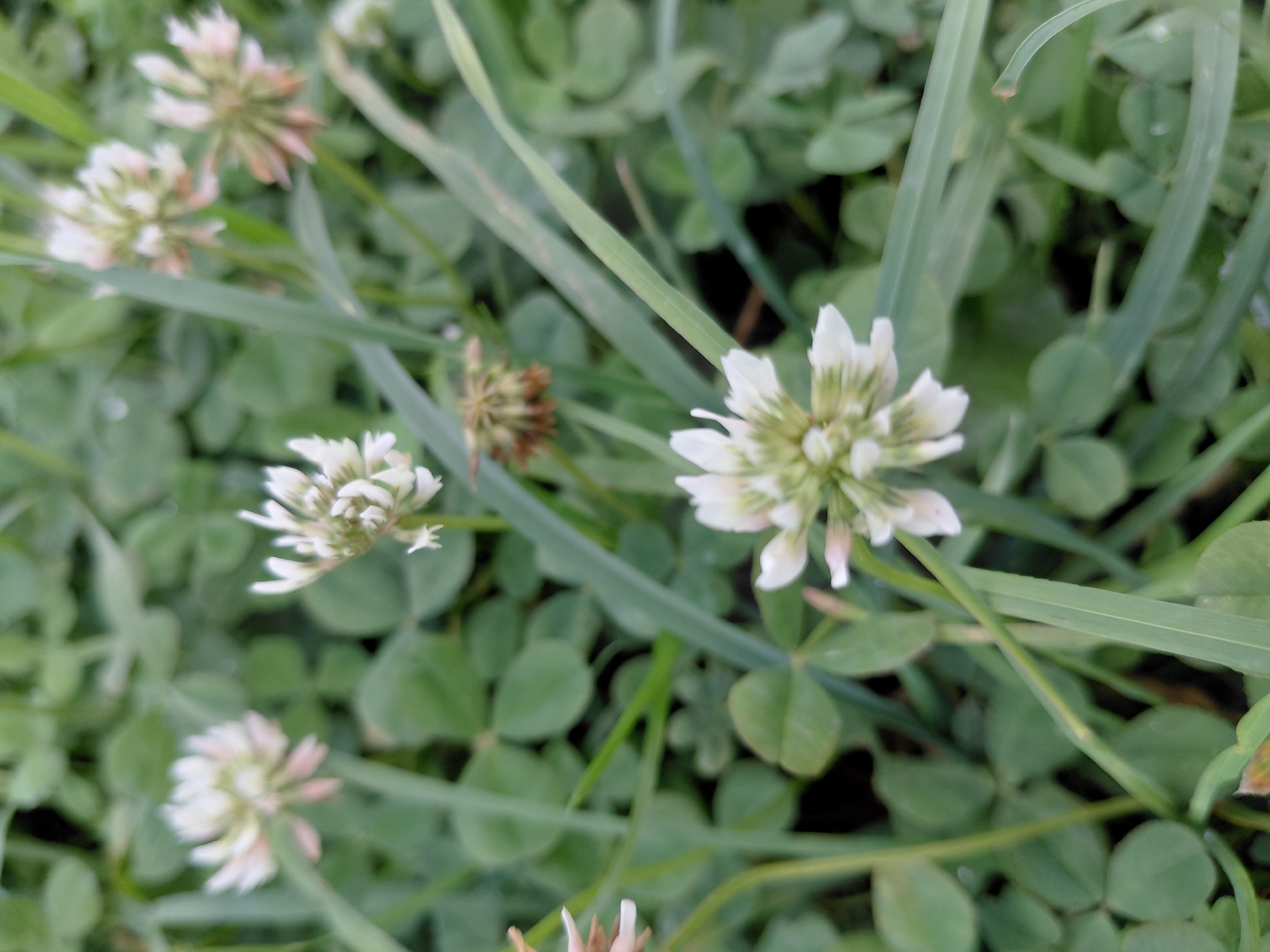 A close-up, shallow depth of field photograph captures a patch of white clover flowers interspersed with blades of grass. The clover flowers, with their distinctive globular shape and delicate white petals tinged with pink at the tips, are the primary subjects. Some of the flowers are fully bloomed, while others appear to be in various stages of development, with a few dried seed heads also visible. The surrounding foliage consists of the characteristic trifoliate leaves of clover, interspersed with long, thin blades of grass, some of which are out of focus and extend across the frame. The overall impression is one of natural growth and abundance, suggesting an outdoor environment such as a park, field, or garden. No specific geographical markers can be identified to pinpoint the location within Chernivtsi, Ukraine, but the scene is consistent with a typical grassy area in an urban or suburban setting.