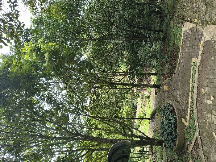 The image captures a lush, green outdoor scene, likely a park or garden pathway in Sindangjaya, Indonesia, under bright daylight. The dominant features are numerous tall, leafy trees with dense canopies that partially obscure the sky. The foliage appears vibrant green, suggesting a healthy and well-watered environment.
A winding pathway made of grey brick pavers with concrete borders occupies the right side of the frame, leading further into the wooded area. Adjacent to the path, on the left, is a circular concrete planter filled with smaller green plants. Near this planter, on the grass next to the path, a small yellow, cube-like object with indistinct dark markings is visible. In the lower-left corner, part of a curved, corrugated metal structure, possibly a shelter or awning, can be seen. In the background, through the trees, some faint structures, possibly buildings or fences, are dimly discernible.
No people or specific activities are depicted; the scene is static and serene, suggesting a tranquil natural setting. The bright illumination indicates daytime, and the clear visibility suggests fair weather. There is no clearly legible text on any visible objects, only the aforementioned indistinct markings on the yellow object.