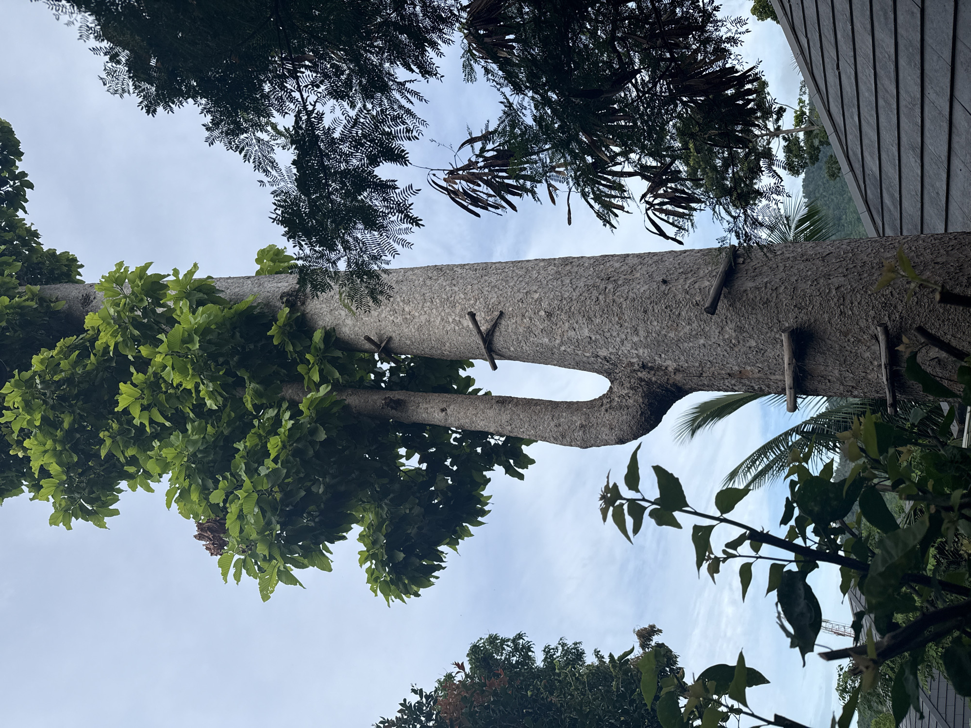 In Baan Lamai, Thailand, a tall, thick tree with a rough, gray trunk dominates the center of the frame, reaching towards a cloudy, pale blue sky. The tree has a distinctive bifurcated base, with two large branches splitting off from the main trunk. Several wooden rungs are hammered into the trunk at intervals, suggesting it may be used as a ladder. Lush green leaves sprout from the upper branches of this tree, forming a dense canopy. To the right of the main tree, another tree with dark green, feathery foliage and long, dry seed pods is visible. In the foreground, on the left, several smaller plants with bright green leaves are in focus, obscuring a portion of the main tree and the sky. In the lower right corner, a dark gray, tiled roof of a building is partially visible, leading the eye towards a distant, hazy, green hillside. The overall scene is one of a natural, tropical environment with signs of human intervention in the form of the ladder rungs on the tree.