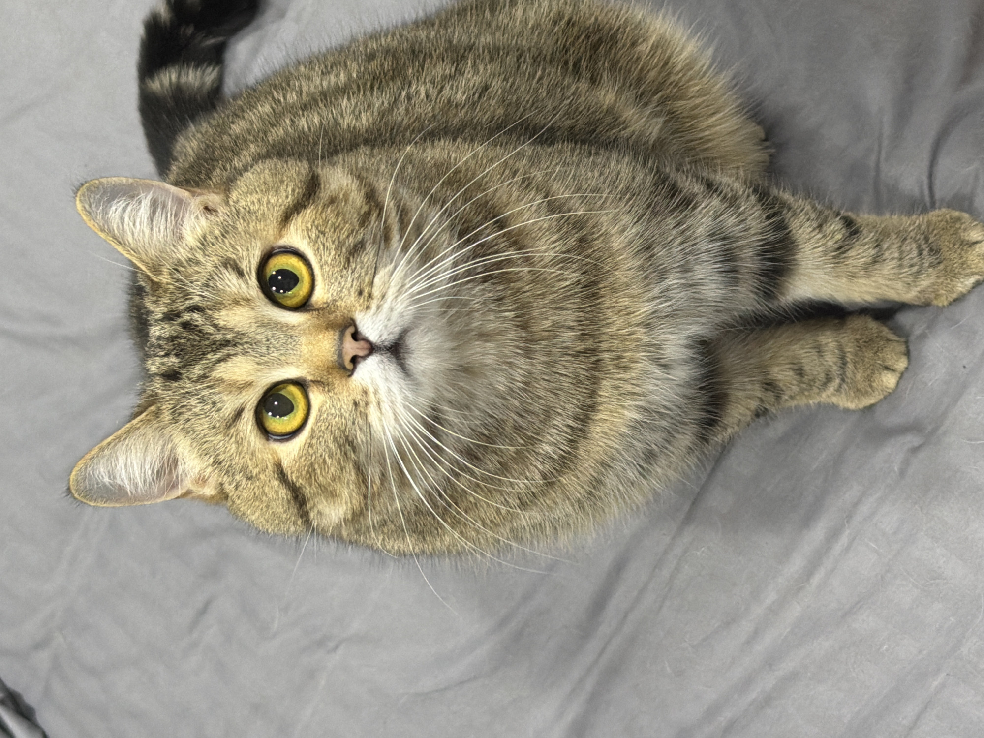 A domestic cat is depicted sitting on a plain grey fabric surface. The cat possesses a tabby coat with shades of brown, grey, and black stripes and markings. Its eyes are a distinct bright yellow with dark, constricted pupils. Prominent white whiskers extend from both sides of its muzzle, above a small, pink-pigmented nose. The cat is oriented directly towards the viewer, with its head slightly elevated. Its front paws are visible beneath its chest, resting on the grey surface. A portion of its striped tail is visible in the upper right quadrant of the image. The fabric surface exhibits minor wrinkles and a soft texture. The scene is located in the City of Chaikovsky, Russia.