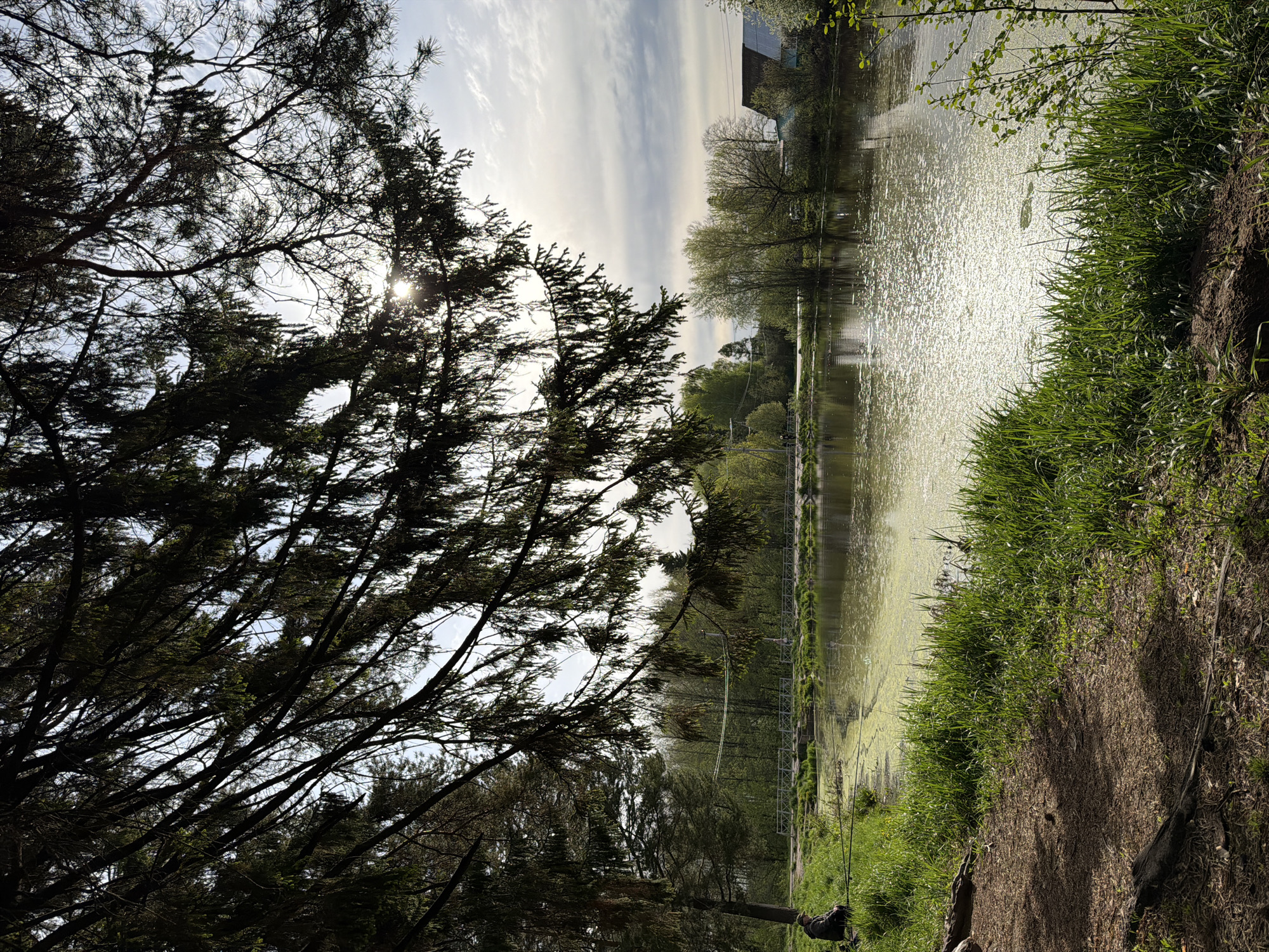 The image shows a lakeside scene in Chaikovsky, Russia. The lake's surface reflects sunlight and has some patches of algae. Tall green grasses and ground cover are along the bank in the lower right. A metal railing runs along the opposite bank in the background. Trees frame the left side of the image, with sunlight shining through their branches. The sky has light cloud cover. There are buildings in the distance.