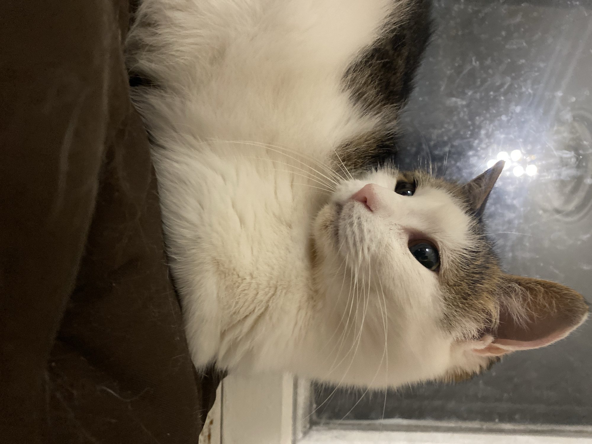 In this close-up, eye-level shot, a calico cat with white, brown, and black markings is resting on a brown textured surface. The cat's head is turned to its right, with its left eye clearly visible and looking into the distance. The cat's pink nose and white whiskers are prominent. Behind the cat, a window is visible, with a blurry light fixture reflecting on its surface, suggesting an indoor setting. The background is out of focus, drawing attention to the cat. The overall lighting is dim.