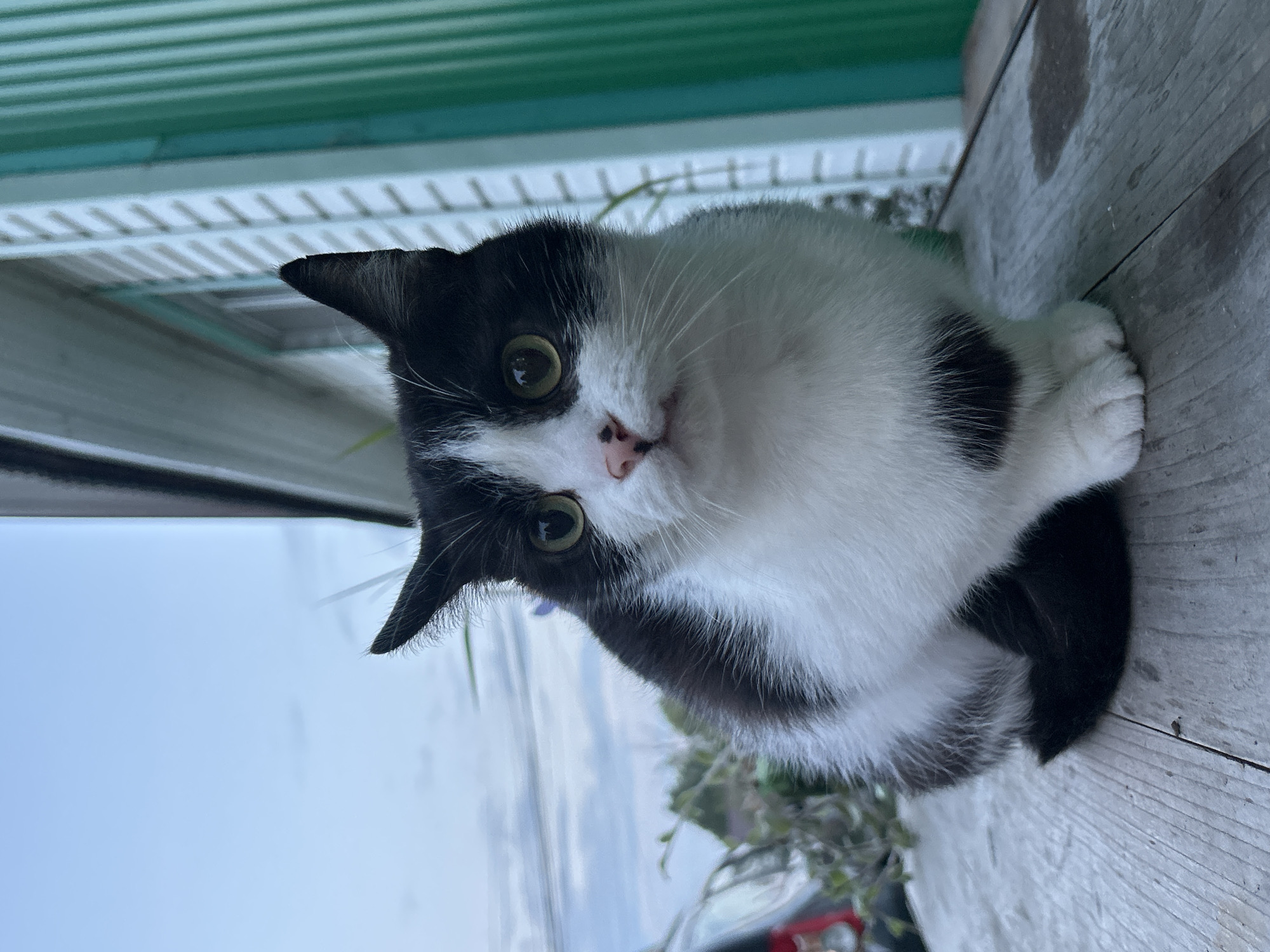 A black and white cat sits on a wooden surface in front of a green, corrugated metal building. The cat is looking directly at the camera with its green eyes. The sky is cloudy. The scene appears to be outdoors, possibly in a yard or on a porch. The location in Азинский, Russia is not discernible from the image itself.