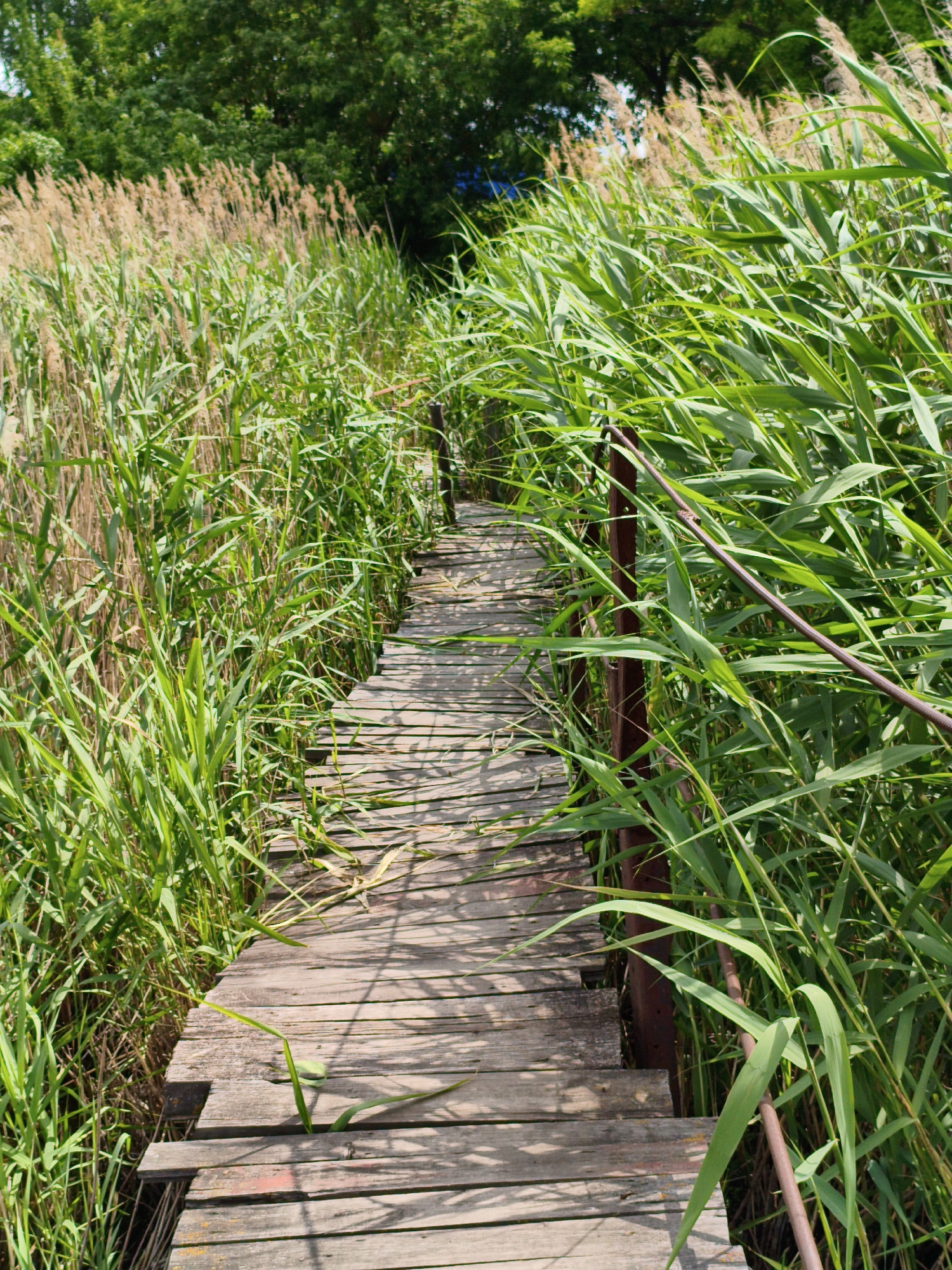A rustic wooden boardwalk winds through tall green reeds and grasses, disappearing into the distance. The boardwalk, made of weathered wooden planks, shows signs of age and use. The reeds and grasses are lush and vibrant, with some drier, lighter colored stalks interspersed. In the background, a dense canopy of green trees suggests a wooded area. The scene evokes a sense of natural tranquility. The image is an outdoor shot, likely taken on a sunny day given the shadows cast on the boardwalk. There are no people or animals visible in the image. The location is identified as Ustyvytsia, Ukraine.