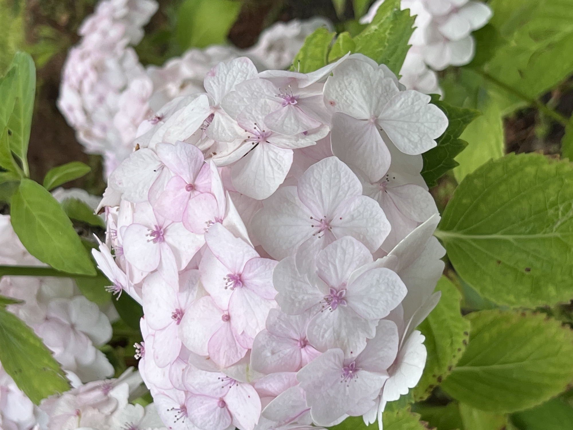 The image is a close-up, eye-level shot of a cluster of pink and white hydrangeas. The flowers are in full bloom, with many individual florets visible. The petals are delicate and layered, with some showing a slightly darker pink hue towards the center. The stamens are a vibrant pink. The background is a blur of green leaves and other hydrangeas, suggesting an outdoor garden setting. There are no people or animals in the image. The lighting appears to be natural daylight, casting soft shadows. The image does not contain any visual information that would suggest its location within the city of Krasnodar, Russia.