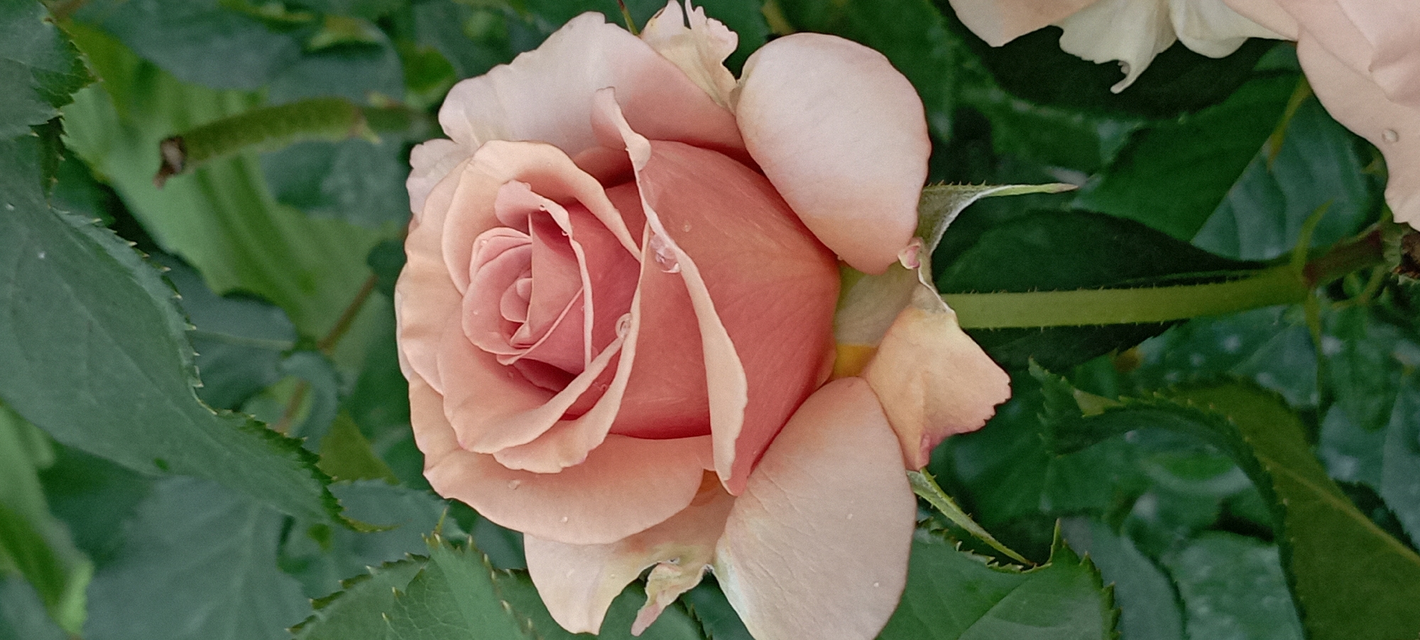 This media file is a close-up, top-down shot of a delicate, peach-colored rose in full bloom, surrounded by lush green foliage. The rose is the clear subject, with its petals unfurling in a spiral pattern. Some petals are a soft, creamy white at their edges, creating a subtle gradient of color. Small droplets of water are visible on the petals, suggesting recent rain or dew. The background consists of out-of-focus green leaves and stems, some of which are spiky along the edges. The lighting appears soft and natural, hinting at a daytime scene, possibly overcast or early morning. There is no visible text or any indication of human presence. The overall mood is serene and naturalistic, highlighting the beauty of the flower.
