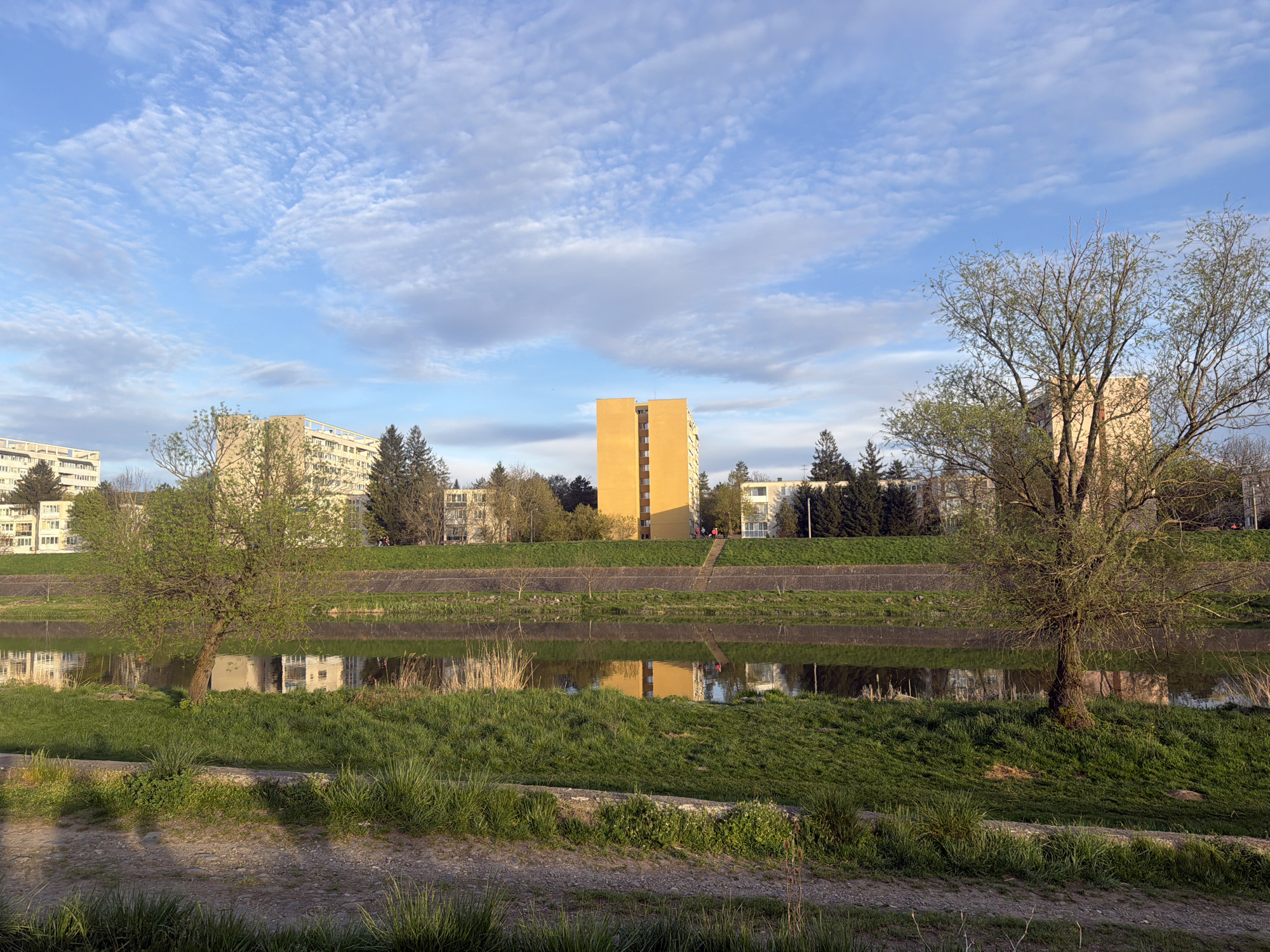 The image shows a cityscape in Târgu Mureș, Romania. A river runs across the middle ground, its surface reflecting the buildings and sky. On the far bank, a grassy embankment is topped by residential buildings, including a prominent, tall yellow apartment building. Trees are interspersed among the buildings. Two leafless trees, one on the left and one on the right, frame the foreground. A dirt path borders the near bank of the river, with green grass on the river's edge. The sky is blue with scattered clouds. There are figures of people visible on the embankment behind the river.