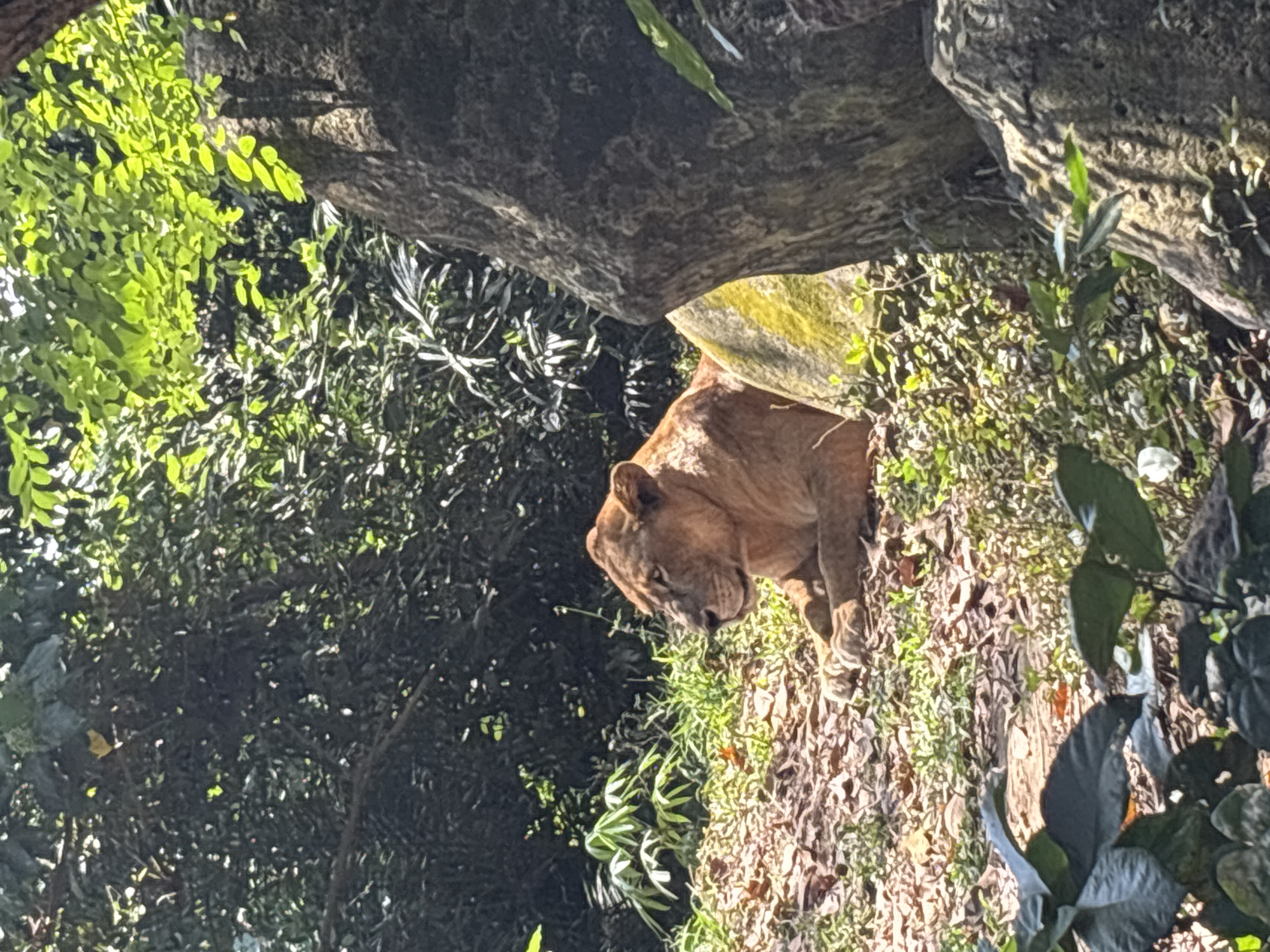 A lioness is lying down on the ground amidst fallen leaves and sparse green vegetation. She is positioned in the middle ground of the image, with her body facing to the left of the frame and her head turned towards the viewer's left. The background is densely packed with various types of foliage, creating a natural, outdoor environment. Large rock formations are present in the right side of the image, partially obscuring the background. The lighting suggests a daytime scene, with sunlight filtering through the leaves, casting dappled shadows. The lioness appears relaxed and is not actively engaged in any particular action. The overall setting is consistent with an animal enclosure in a zoological park or sanctuary.