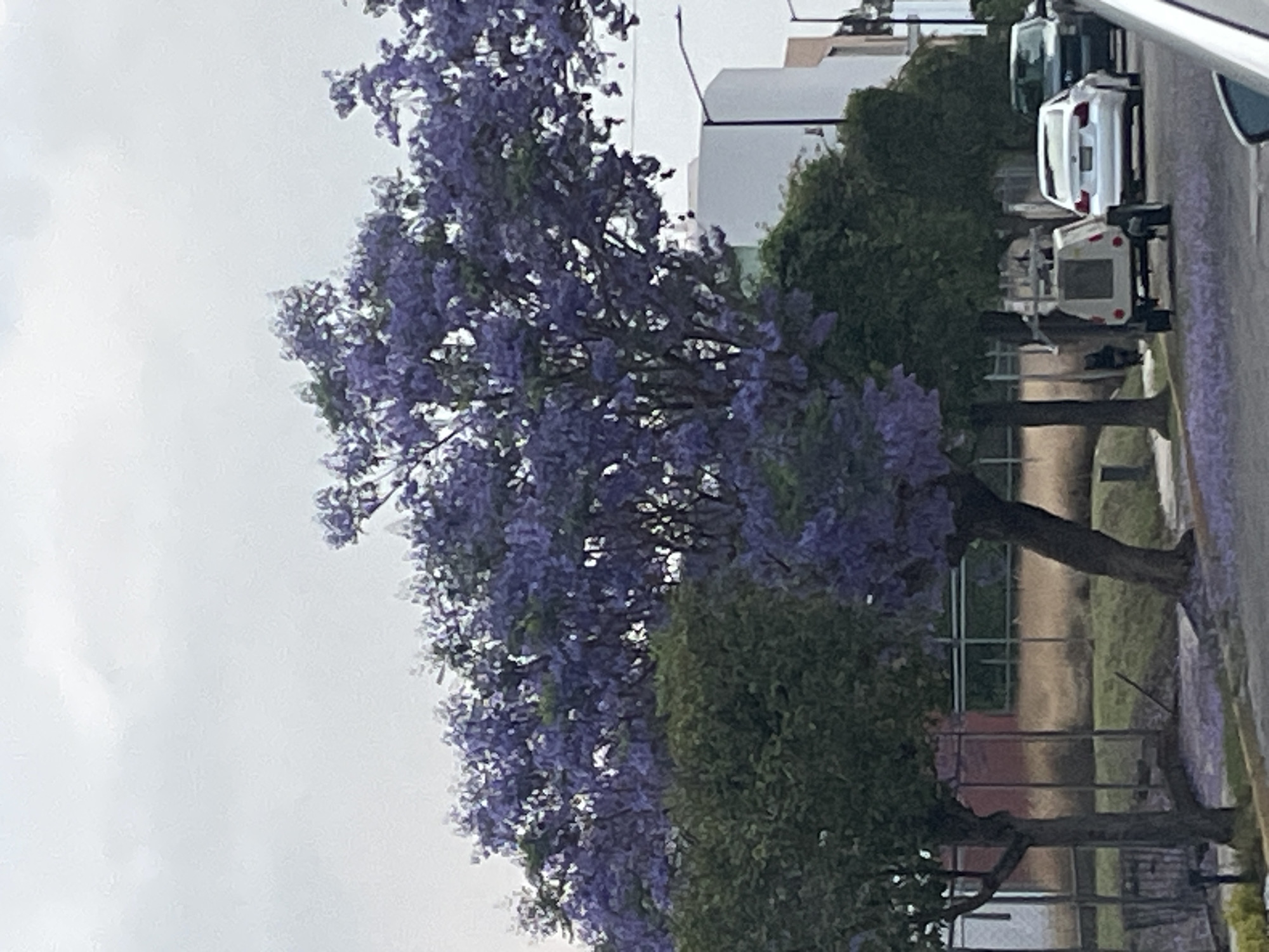 The image shows a street scene in Puebla, Mexico, characterized by jacaranda trees in full bloom. The trees, with their vibrant purple flowers, line the street alongside other green trees. The sky is overcast. Parked cars are visible, including a white sedan and a trailer. A fence and a building can be seen in the background. The image is oriented sideways.