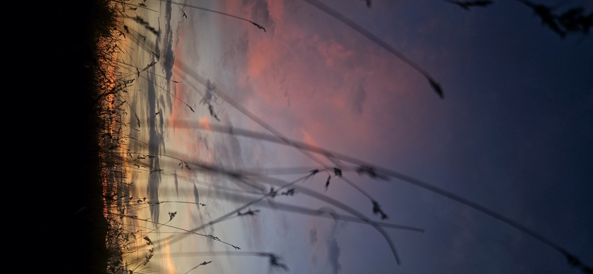 This is a vertical, close-up, silhouette shot of tall grass against a vibrant sunset sky. The sky displays a gradient of deep blue at the top, transitioning to soft pinks and oranges lower down, with scattered clouds. The foreground is dominated by the dark silhouettes of various blades of grass, some appearing blurred as if in motion, creating a dynamic and airy effect. The bottom portion of the image is entirely black, obscuring any ground detail. The scene appears to be an open field or meadow. The location is a field in the vicinity of Momin Prohod, Bulgaria.