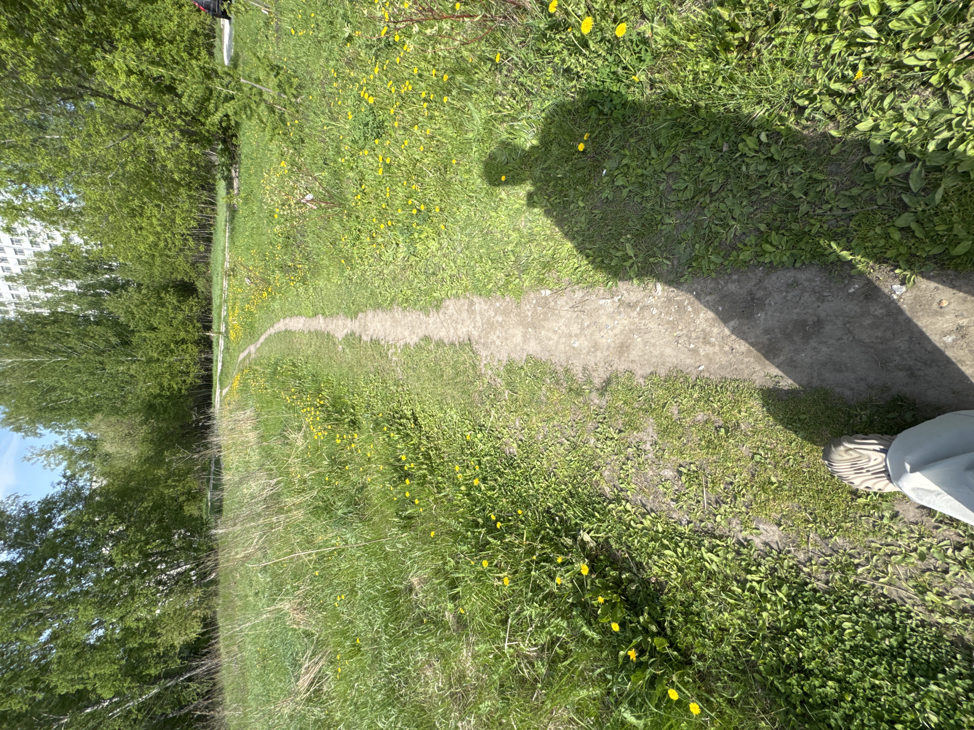 A ground-level, slightly angled photograph depicts a dirt path cutting through a grassy field dotted with yellow dandelions. The path leads away from the viewer into the distance. To the left of the path is a stand of green trees, and in the far distance, a light-colored building is visible. A shadow cast from the photographer is visible on the right side of the path, with a portion of the photographer's leg and shoe appearing in the lower right corner. The scene is located in Krasnoobsk, Russia.