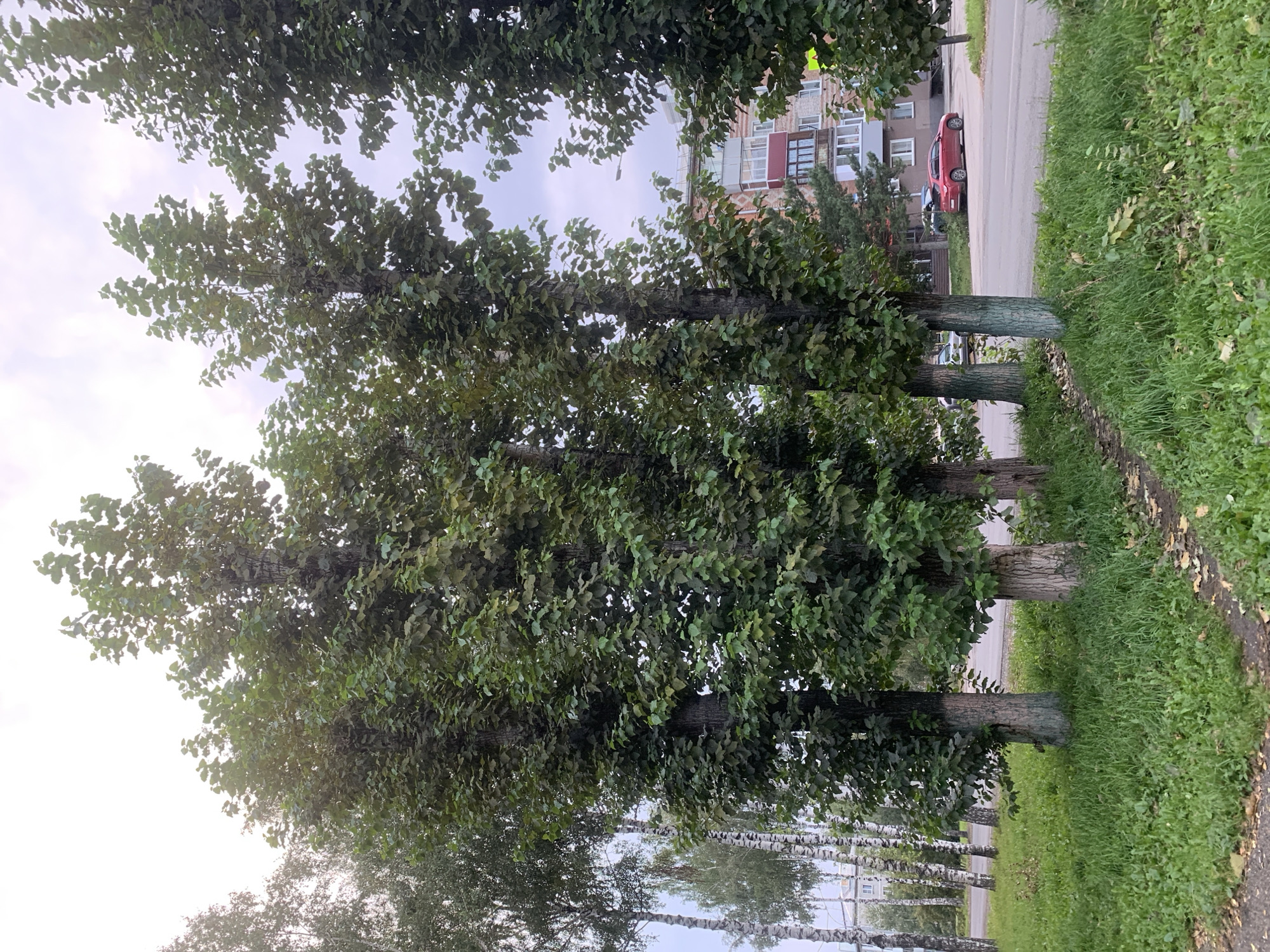 The image depicts a street scene in Prokopyevsk, Russia, characterized by a row of mature trees with lush green foliage lining a paved road. The trees, some of which have their lower trunks painted with a light blue-green substance, create a natural canopy over the grassy verge. Beyond the trees, a multi-story residential building with a reddish-brick facade and balconies is visible, suggesting an urban or suburban setting. A red car is parked on the side of the road, and other vehicles are present in the background. The sky is overcast, indicating a cloudy day. The ground is covered in grass, with a narrow dirt path winding through it. The overall impression is that of a typical street in a Russian city, blending nature with residential architecture.