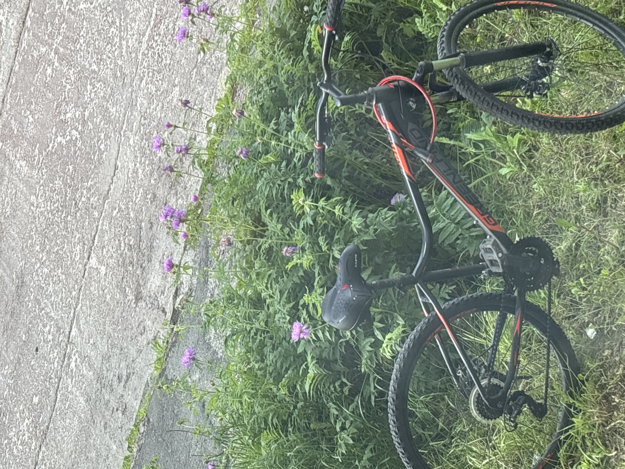 An outdoor scene shows a black and red bicycle parked on grassy ground next to a dense patch of green foliage with purple flowers. The bicycle is angled, with its front wheel and handlebars partially visible on the right side of the frame, and its rear wheel and drivetrain on the left. The seat and frame are also visible. The bicycle appears to be a mountain bike, with knobby tires and suspension. Behind the foliage, a gray, textured surface that resembles a paved walkway or road can be seen. The lighting suggests it is daytime.