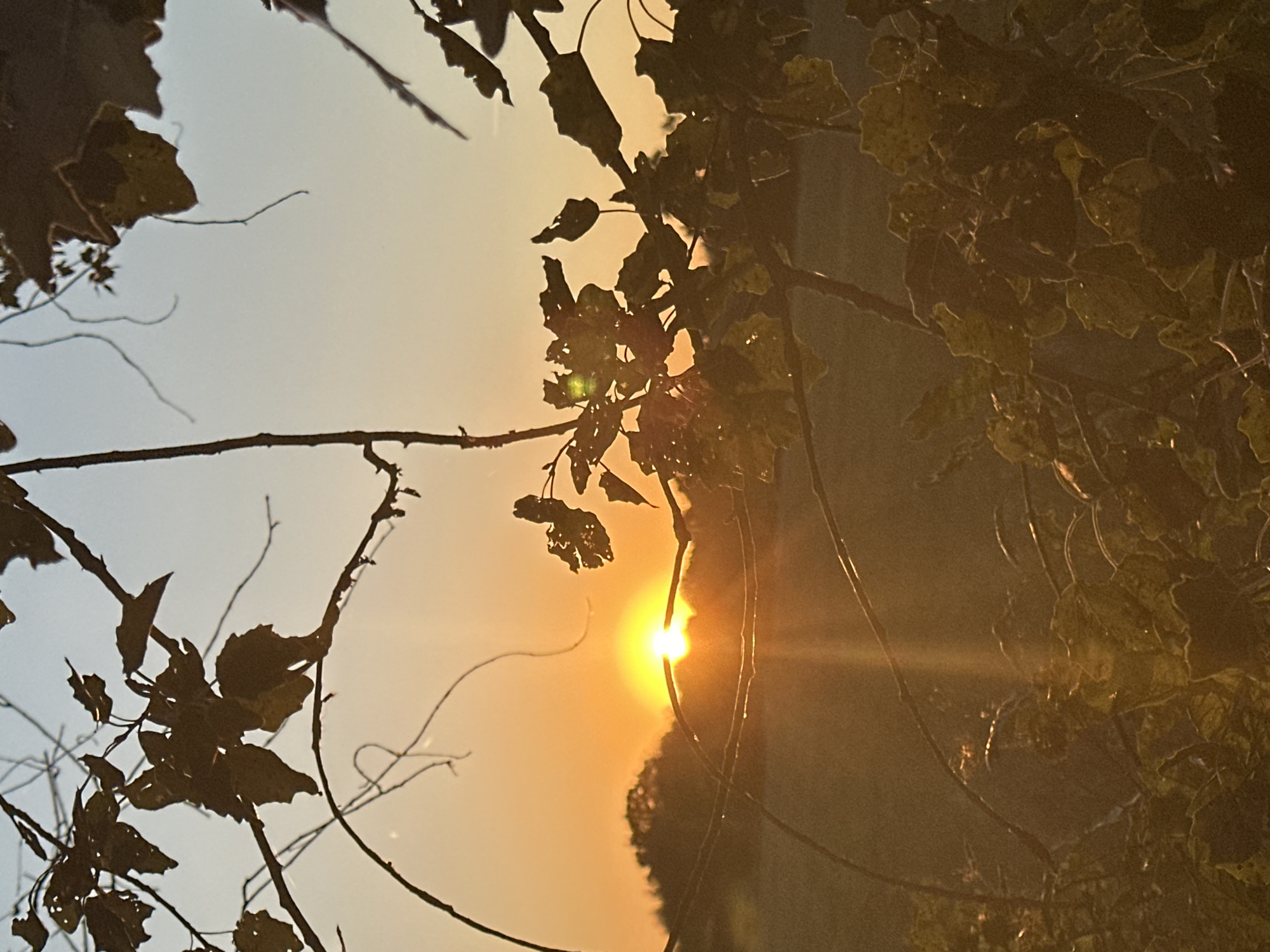 The image shows a sunset scene with the sun low on the horizon, casting a warm orange glow across the sky and landscape. Silhouetted branches and leaves of trees are in the foreground, obscuring parts of the view. The background reveals a tree line and a field. The photograph was taken in Krefeld, Germany.
