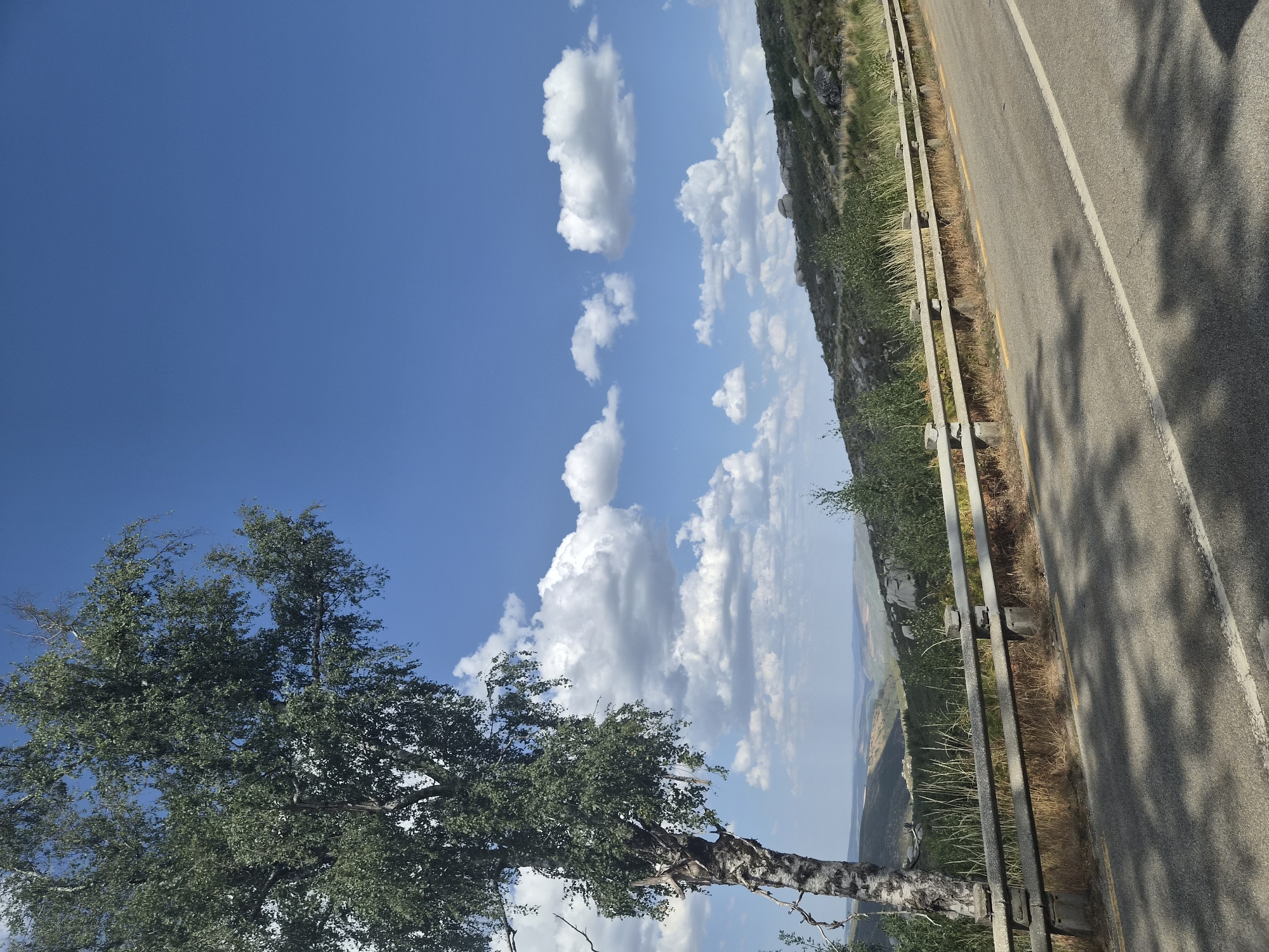 The image depicts a roadside scene under a bright blue sky with scattered white clouds. A large tree with a textured, light-colored trunk and green foliage stands prominently on the left side of the frame, casting shadows on the asphalt road. The road, paved with asphalt, has a yellow line marking its edge and a white line dividing the lanes. A concrete and metal guardrail runs along the side of the road, separating it from a sloped, rocky terrain covered with sparse vegetation and brush. In the distance, a valley with rolling hills and a hazy horizon can be seen. The overall impression is a natural, somewhat wild landscape, possibly located on a mountain road. The location is identified as Gouveia, Portugal. There are no people or animals visible in the image.