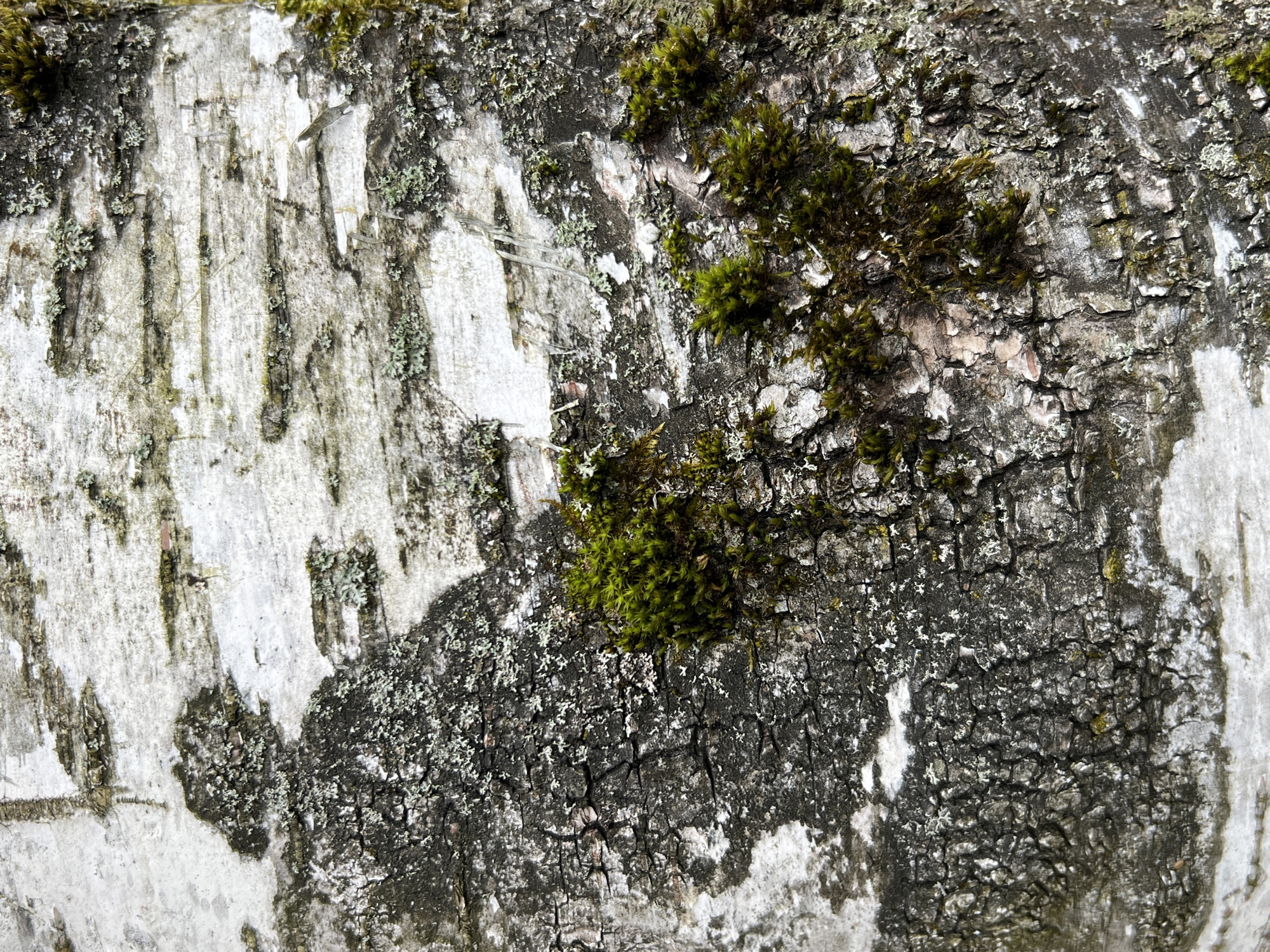 The image shows a close-up of tree bark, likely birch, covered in patches of green moss and some lichen. The bark is white and gray with textured, peeling layers. The location is not discernable from the image and cannot be verified as Vnukovo, Russia. There are no people visible, no actions or interactions are observed, and the environment is limited to the surface of the tree.
