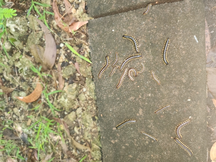 The image displays an outdoor environment in Pecatu, Indonesia, featuring a congregation of numerous millipedes on a grey concrete slab. Approximately twenty-five to thirty millipedes are visible, varying in length, typically between 2 and 5 centimeters. Each millipede possesses a dark, segmented body with distinct yellow or light brown markings along its sides. The millipedes are scattered across the concrete surface, with some appearing extended and others slightly curved, indicating a static or slow-moving state. The concrete surface exhibits a textured, worn appearance. Immediately beyond the concrete, the ground consists of soil interspersed with sparse green grass blades and scattered brown, dry leaves. No human individuals or other subjects are present, nor are any direct actions or interactions observed beyond the millipedes' presence on the surface.