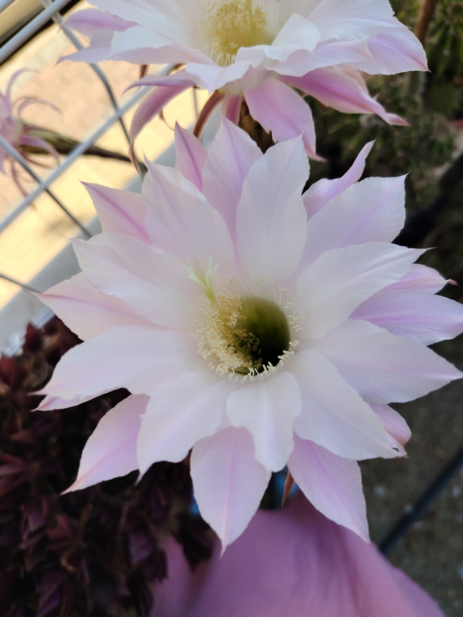 A close-up, top-down view of a pale pink and white cactus flower in bloom is the central focus of the image. The flower's delicate petals, tinged with pink along their edges, unfurl to reveal a cluster of yellow stamens. In the background, another, slightly out-of-focus cactus flower of similar coloration is visible. The surrounding environment is dark and indistinct, suggesting the presence of other plants. A white wire fence or trellis is partially visible in the upper left corner. The lighting suggests it is daytime. No specific location in Konyaaltı, Turkey, can be determined from the image.