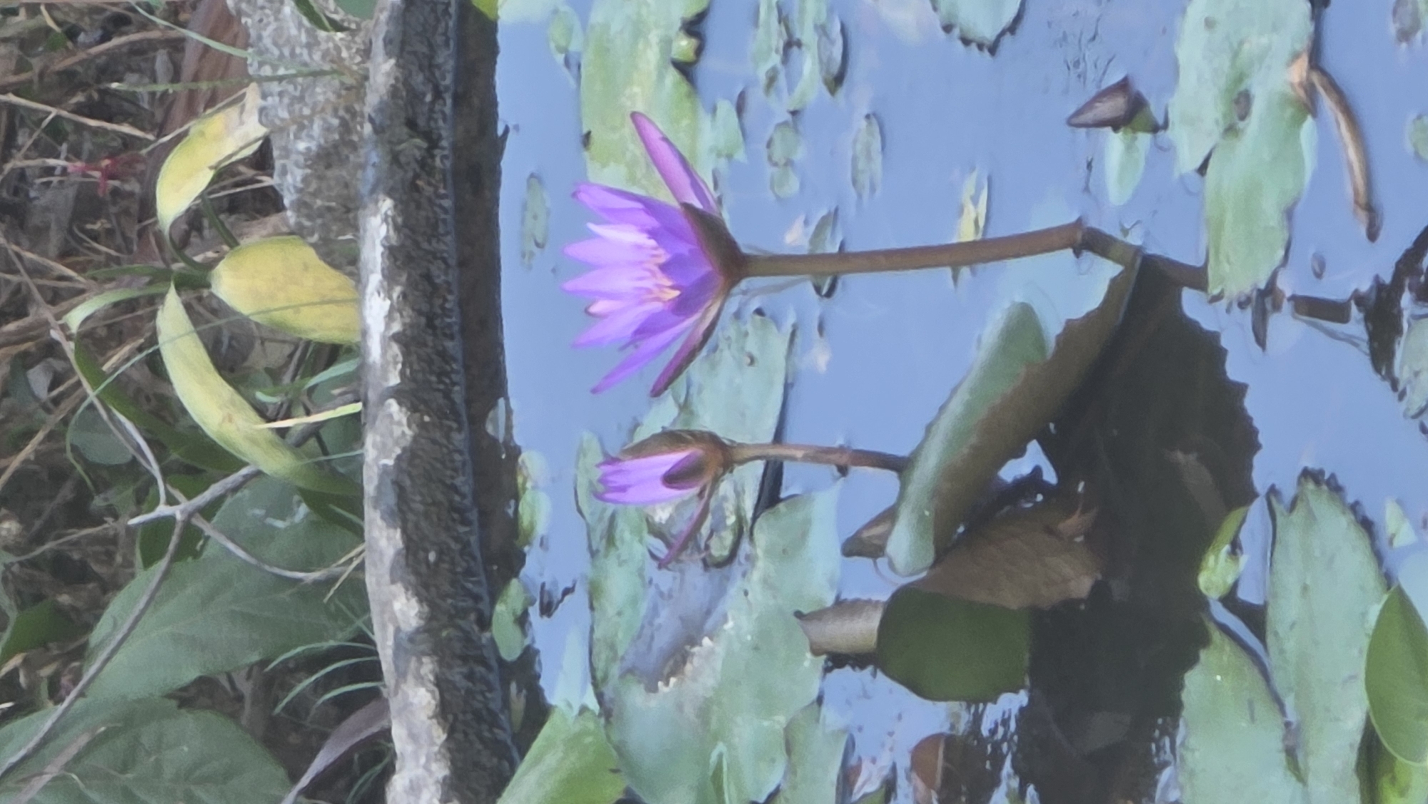 The image depicts water lilies in a pond or body of water in Ea Tê, Vietnam. A purple water lily is in bloom, and a second, smaller bud is also present. Several green lily pads float on the water's surface. Part of a textured, gray structure, possibly a wall or border, is visible on the left side of the frame, with some green and yellow leaves nearby. The water shows a blue reflection, indicating a clear sky.
