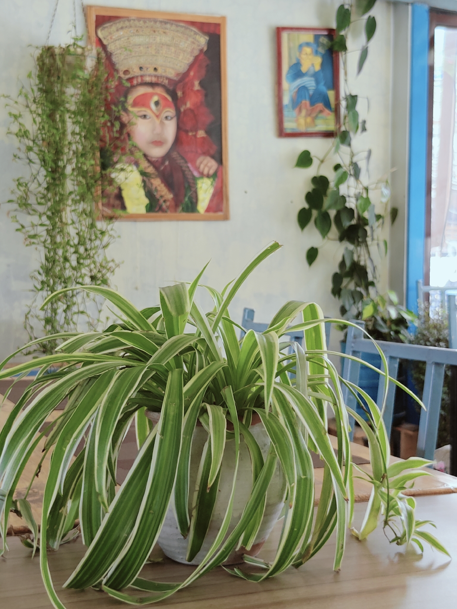 The image depicts an indoor scene, likely a cafe or restaurant, in Pokhara, Nepal. In the foreground, a Spider Plant (Chlorophytum comosum) in a textured pot sits on a wooden table. The plant has long, arching green and white striped leaves. In the background, two framed paintings hang on a pale wall. The painting on the left features a close-up of a person's face with elaborate headwear and makeup, possibly depicting a deity or a traditional cultural figure. The painting on the right shows a seated figure in blue clothing. Several green plants with trailing vines hang from the ceiling and climb the wall, adding to the natural, bohemian ambiance. Blue chairs are visible behind the plant in the foreground. The overall setting suggests a relaxed and visually engaging environment.