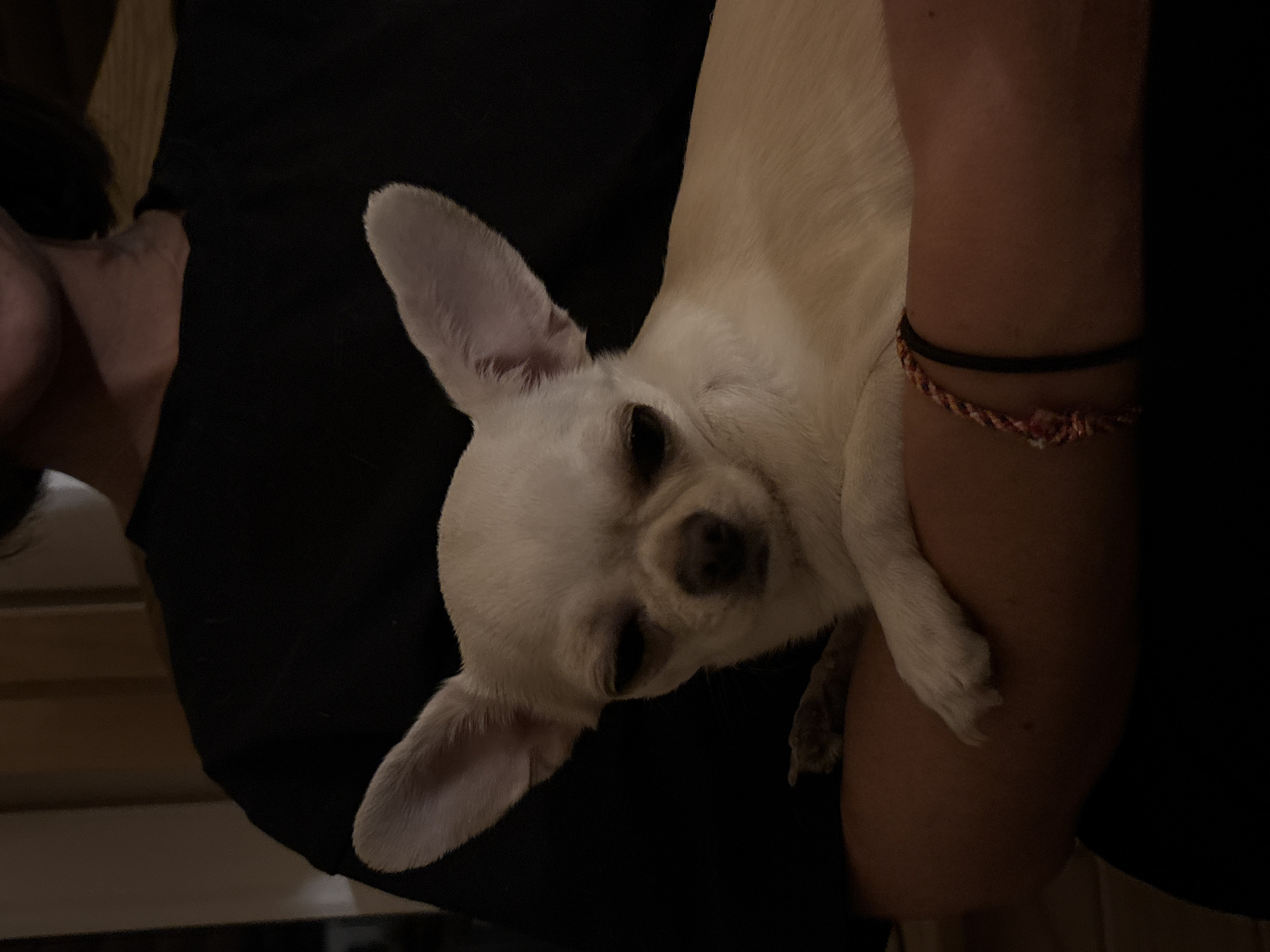 A light-colored chihuahua is nestled in someone's arm. The person's arm is visible, and they are wearing two bracelets. The environment appears to be indoors, likely in a low-light setting. There is no information available to determine if the image was taken in Emel'yanovo, Russia or if it is even related to the location.