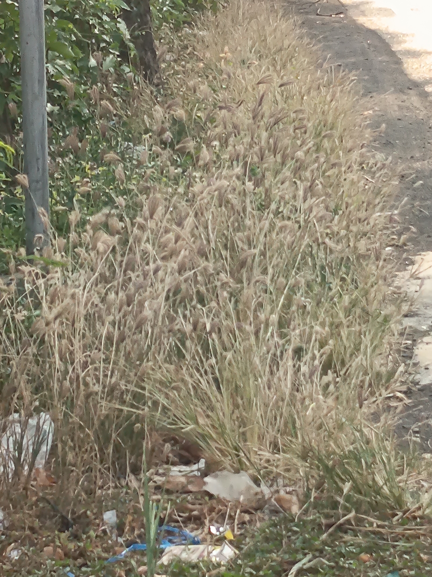 The image depicts an overgrown roadside in Kandangjati Wetan, Indonesia. A grey pole stands to the left, partially obscured by dense, dry grass and some green foliage. The grass extends along the side of a dirt path, which occupies the right portion of the frame. Scattered amongst the grass and at the base of the pole are pieces of litter, including white plastic bags and some blue plastic. The overall impression is one of neglect and untended vegetation bordering a public thoroughfare.