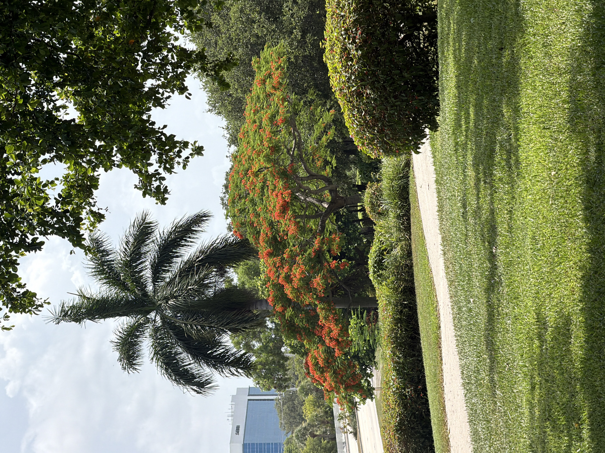 This is a vertical, eye-level, outdoor shot capturing a lush, green park-like setting. The foreground is dominated by a meticulously manicured, bright green lawn on the right, with a light-colored pathway running alongside it on the left. Behind the pathway, a row of neatly trimmed, dark green hedges creates a border.
Further back, a large tree with vibrant orange-red flowers and green foliage stands prominently. To the left of this flowering tree, a tall palm tree with its distinctive fronds reaches upwards. In the distance, a modern, multi-story building with blue-tinted windows is visible, hinting at an urban or suburban environment bordering the park. The sky above is partly cloudy with a soft, diffused light, suggesting it is daytime, likely mid-morning or afternoon. The overall atmosphere is peaceful and serene, showcasing a well-maintained natural landscape.
There is no visible activity or people in the frame. The scene is static and focuses solely on the botanical elements and the architectural structure in the background. The location is identified as Dania Beach, United States of America. No text is legible in the image.