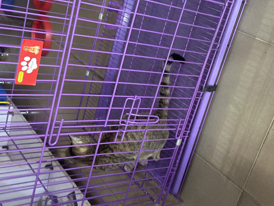 The scene is an indoor environment, likely a pet store or similar establishment, located in Umuode, Nigeria. A domestic tabby cat, characterized by brown, grey, and black striped fur, is enclosed within a purple wire pet cage. The cat is seated with its back partially to the viewer, facing towards the left side of the cage interior. A red rectangular label is affixed to the exterior of the cage's front panel, displaying a white paw print, the text "Dogs N More," the numeral "150,000," and an image of a golden retriever. Two red plastic bowls are visible on the cage floor to the right. The floor beneath the cage consists of light-colored tiles. Additional blurred cage structures or shelving are visible in the background.