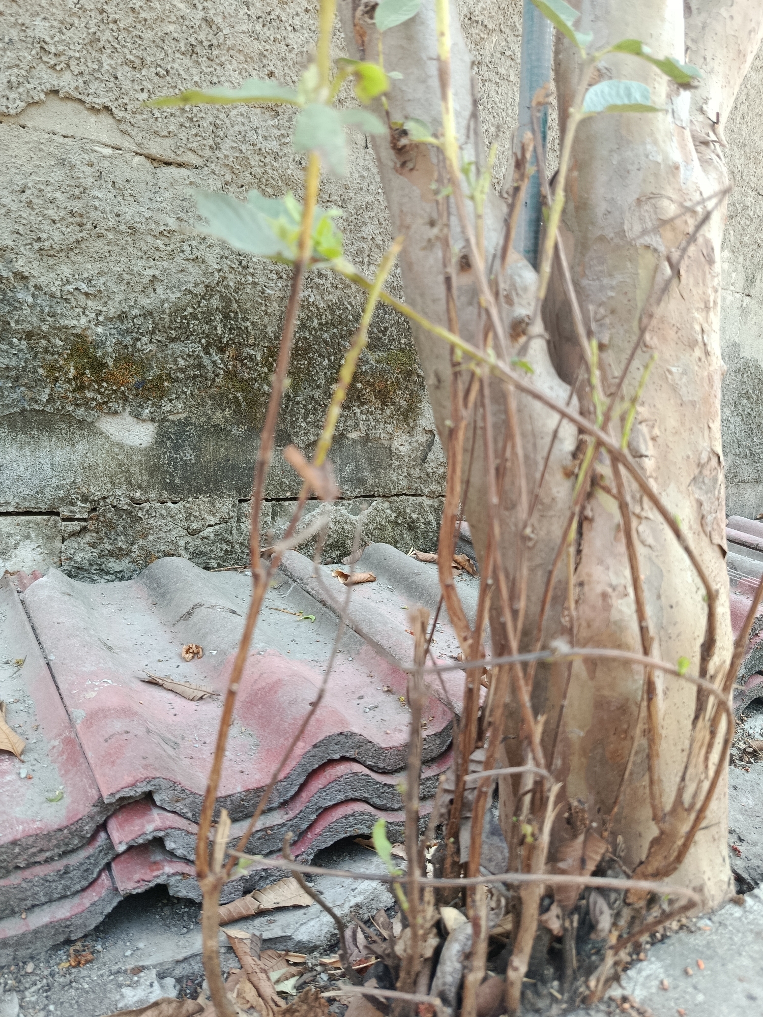 The image captures a close-up view of a tree trunk with several thin branches in the foreground, obscuring the background. The tree appears to be growing next to a textured concrete wall. In front of the wall and to the left of the tree, a stack of weathered, red-tiled roofing material is visible. Dry leaves and debris are scattered on the ground around the base of the tree and on top of the tiles. The overall scene suggests an outdoor urban or semi-urban environment, possibly a neglected or overgrown area in Wanasari, Indonesia. There are no people or animals present in the image.