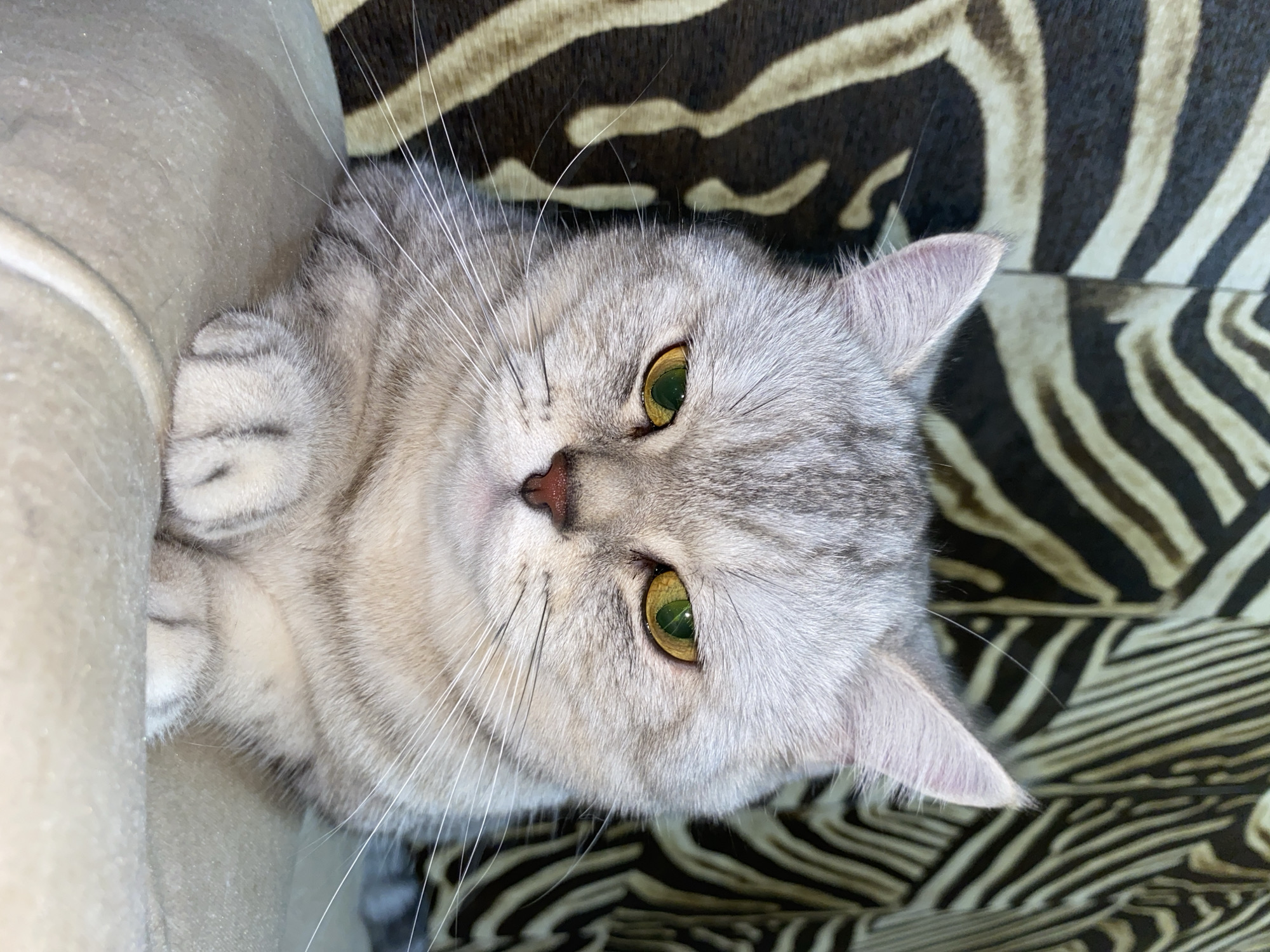 A close-up, head-on shot of a silver tabby cat with bright green eyes is captured in a domestic setting. The cat is lying down, with its front paws crossed and resting on a light-colored, possibly upholstered surface. The background features a striped pattern reminiscent of zebra print, in shades of black, white, and brown, suggesting a decorative element in the room, like curtains or upholstery. The cat's fur is short and neatly groomed, with distinct tabby markings visible on its face and body. Its gaze is directed forward, towards the camera. The lighting is soft, highlighting the cat's features and the texture of its fur. There are no people present, and the environment appears to be an indoor residential space. The image does not contain any information about Votkinsk, Russia.