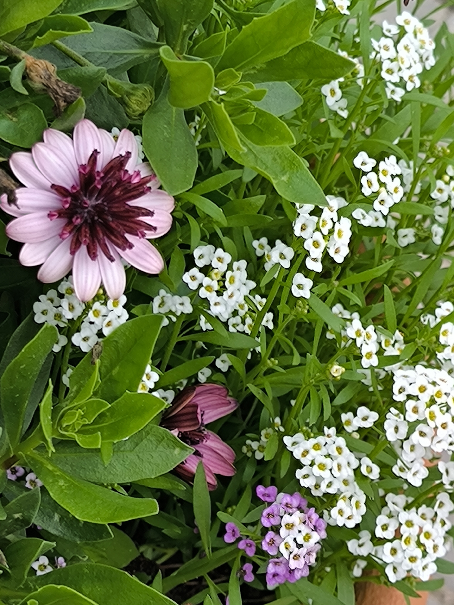 The image displays a close-up, overhead view of a vibrant flowerbed filled with lush green foliage and a variety of blooming flowers. The dominant flower is a large, light pink daisy with a deep burgundy center, positioned in the upper left quadrant. Surrounding it are clusters of small, delicate white flowers, likely alyssum, scattered throughout the frame. In the lower right, a smaller cluster of purple flowers adds another splash of color. The overall impression is one of abundant, natural growth, with sunlight dappling through the leaves. The scene is set within the city of Laskino, Russia, where such colorful floral arrangements are common in gardens and public spaces.