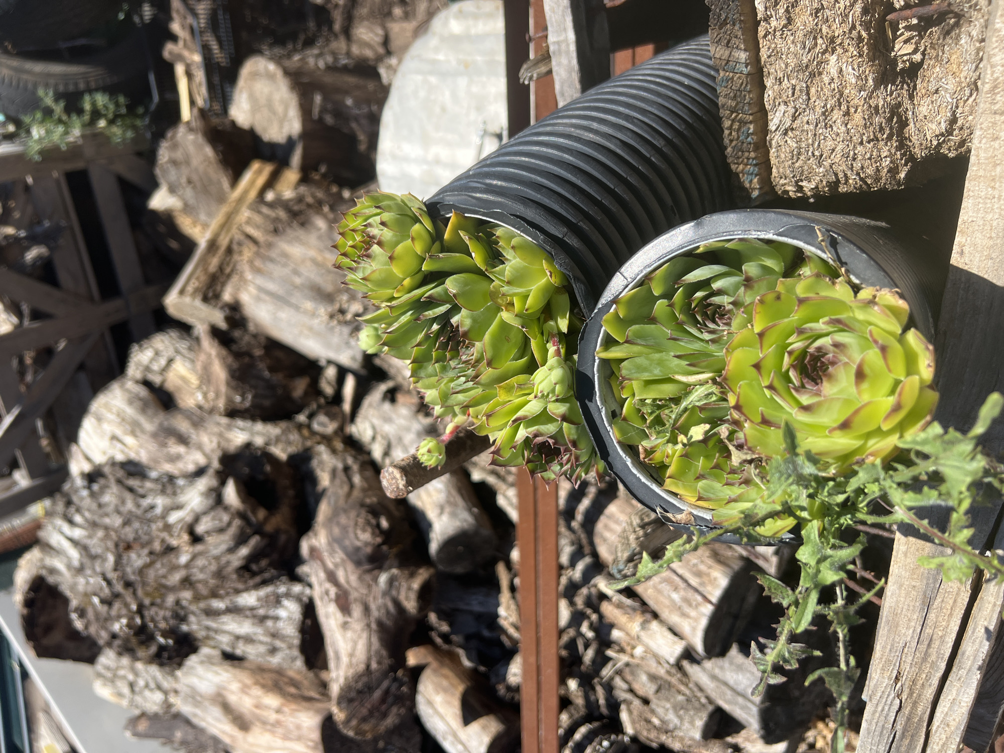 The image shows two sections of black corrugated pipe laid horizontally and containing succulents, possibly sempervivums. The pipes are situated near stacked firewood and rough-hewn wooden posts. The background suggests a cluttered outdoor space. The location is unspecified but attributed to Baošići, Montenegro. No people are visible.