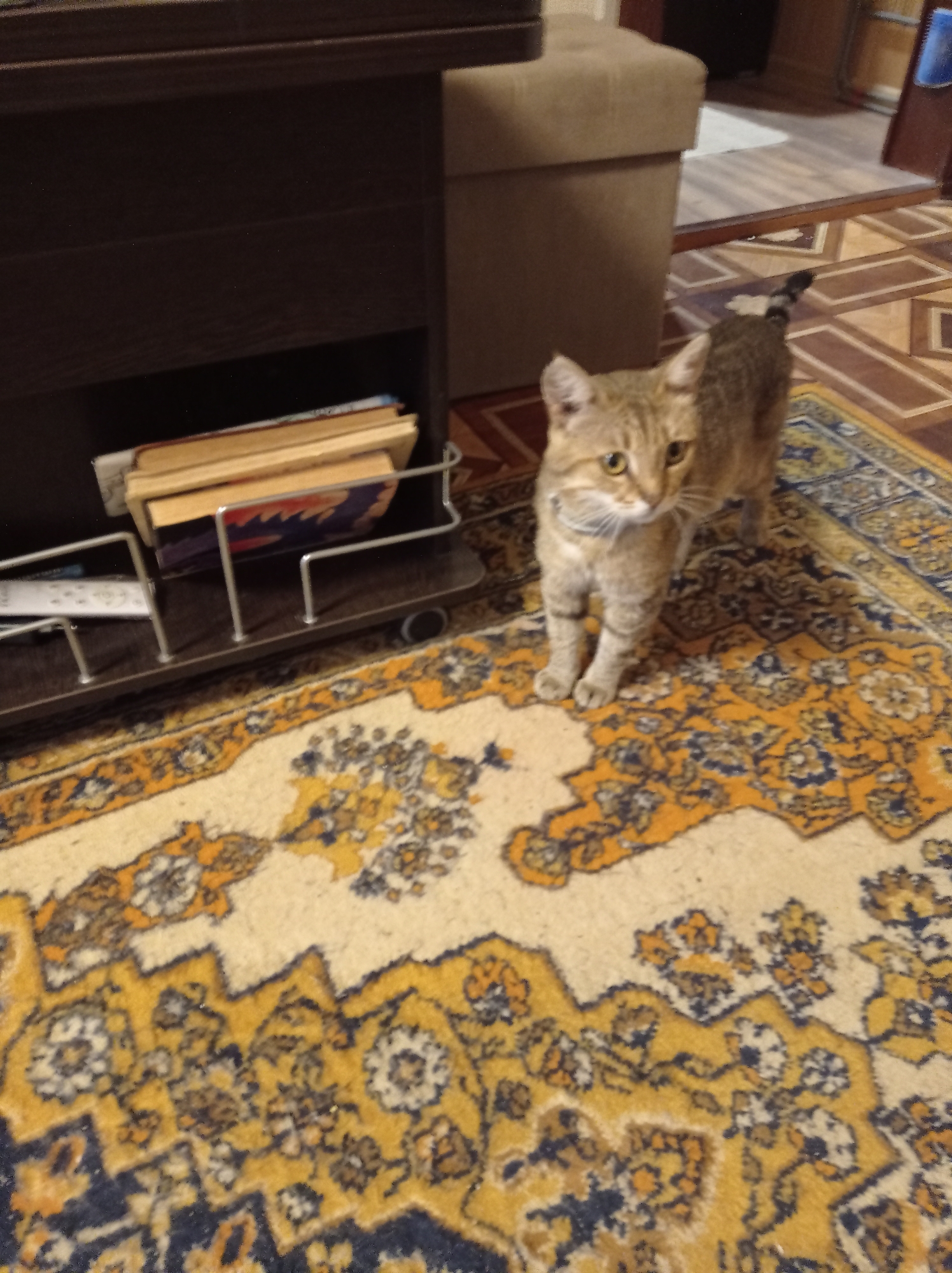 A tan and brown striped cat stands on a rug with a floral pattern in shades of yellow and blue. The cat is facing to the right, with its head turned towards the viewer. The rug is in front of a dark brown piece of furniture that appears to be a cabinet or entertainment center, with some books in a metal rack on the lower shelf. The floor is tiled in a brown and tan pattern. In the background, a beige ottoman or footstool is visible, along with a doorway and part of a wall. The scene is indoors, in what appears to be a living room. There is no discernible information to place the image in Degtyarsk, Russia.