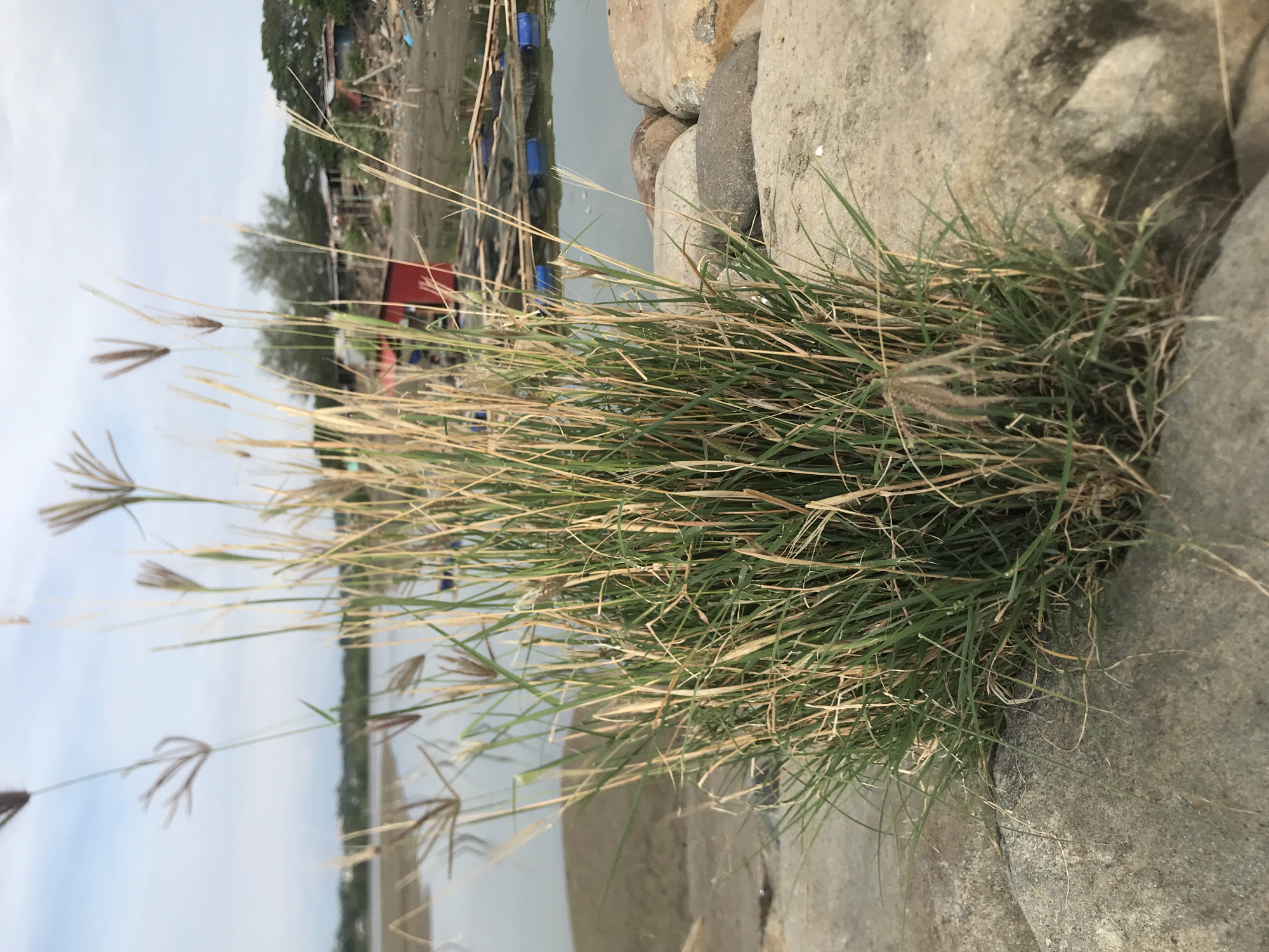 The image depicts a cluster of tall grass with seed heads growing on a rocky embankment next to a body of water. The grass is a mix of green and dry stalks. In the background, across the water, there appears to be a shoreline with a few ramshackle buildings and debris, suggesting a less developed or possibly impoverished area. The sky is overcast. The overall impression is of a natural landscape juxtaposed with signs of human habitation that appears somewhat neglected. The specific location in Lhokseumawe, Indonesia, is implied by the presence of elements typical of coastal or riverine settlements in the region, such as the type of vegetation and the style of basic structures seen in the background. No people are visible in the image.