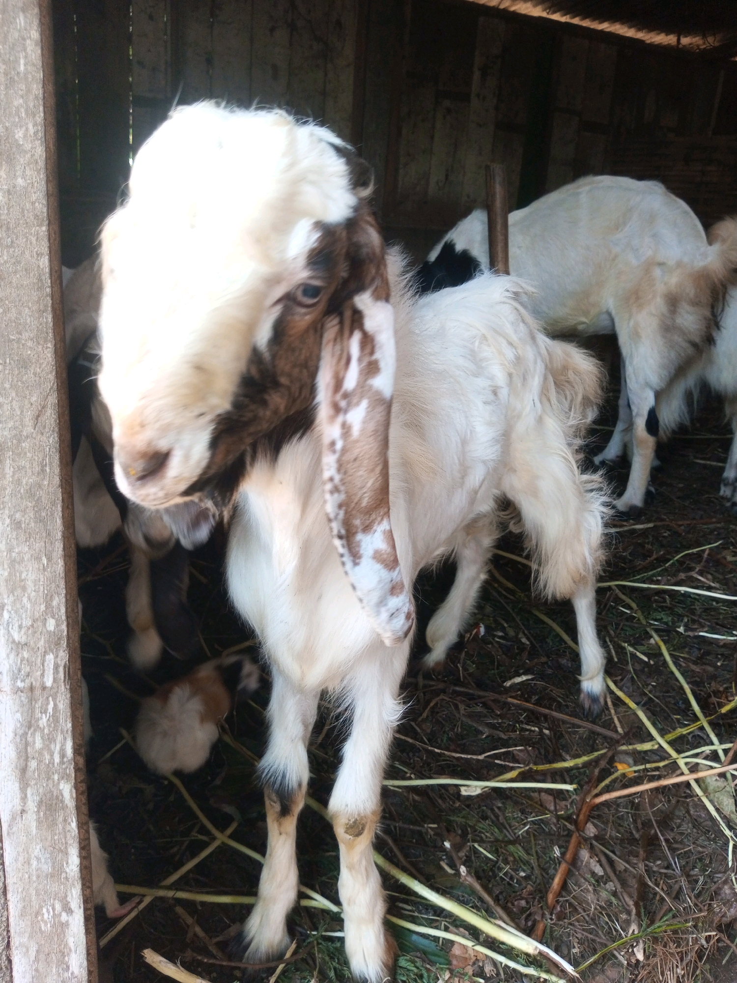 A young goat with white and brown markings stands in a wooden enclosure, possibly a barn or shelter, in Karangsari, Indonesia. The goat is primarily white with brown patches on its face and ears, and its coat appears somewhat fluffy. It is facing forward and to the left, with its head tilted slightly. In the background, other goats are visible, including one larger white goat with black markings on its back. The enclosure is constructed of rough wooden planks, and the ground is covered with straw and other organic debris. The lighting suggests it is daytime, with some sunlight filtering into the enclosure.